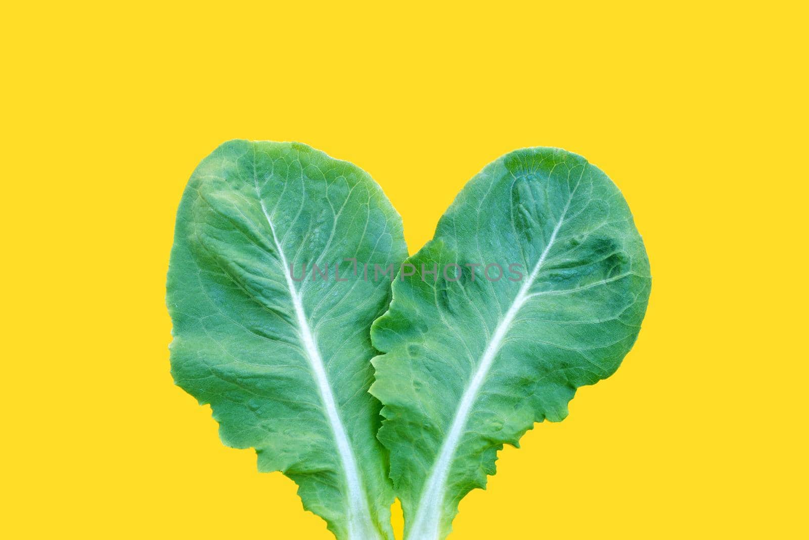 Lettuce leaf on yellow background. Top view
