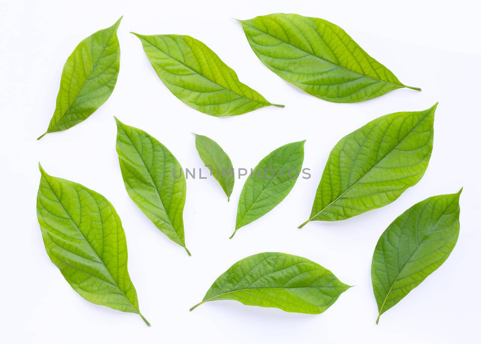 Avocado leaves on white background.
