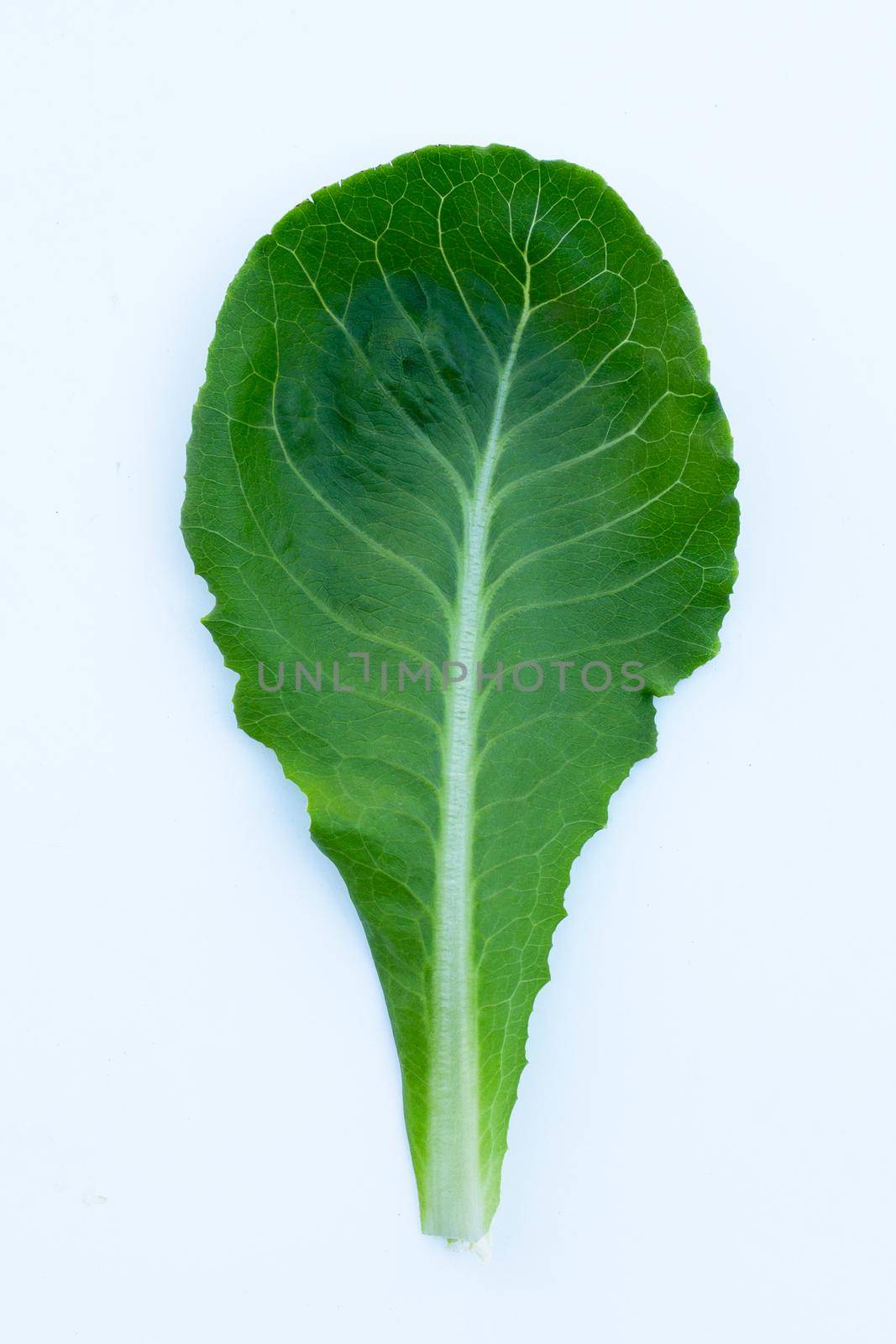 Lettuce leaf on white background. Top view