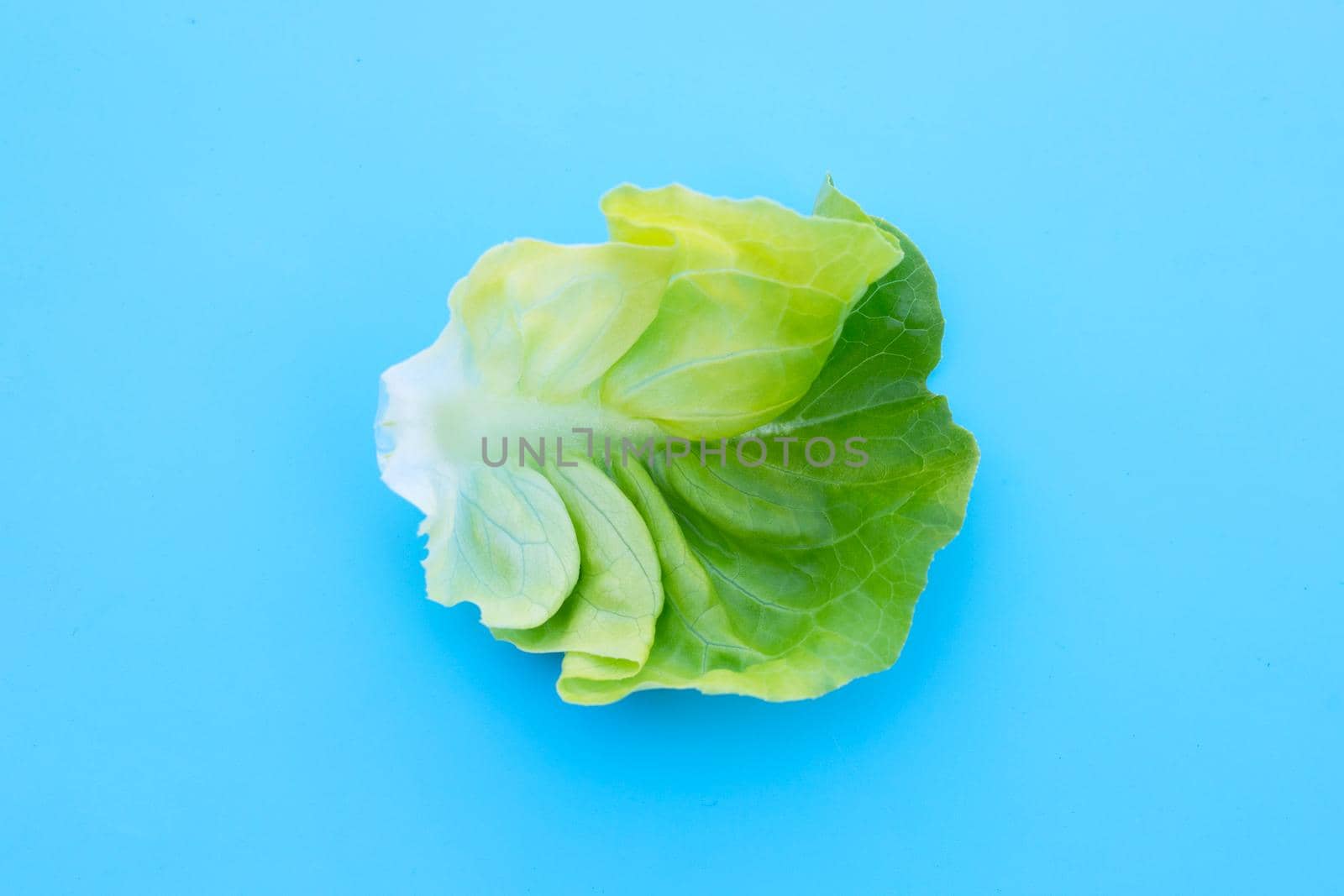 Lettuce leaf on blue background.