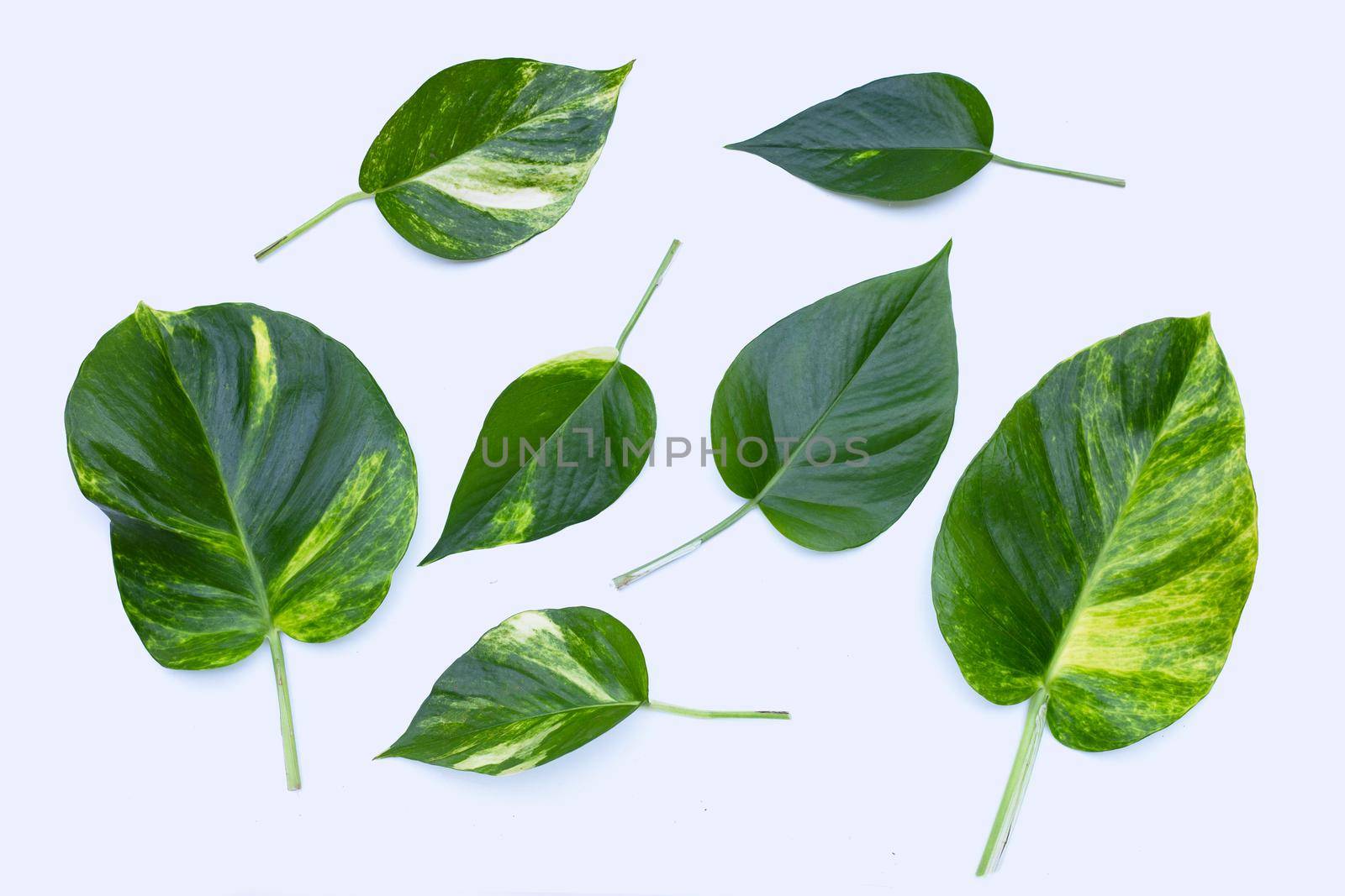 Golden pothos or devil's ivy leaves on white background.