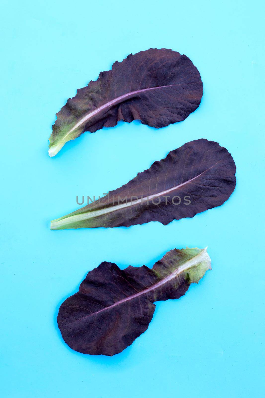 Red Cos Lettuce leaves on blue background. by Bowonpat