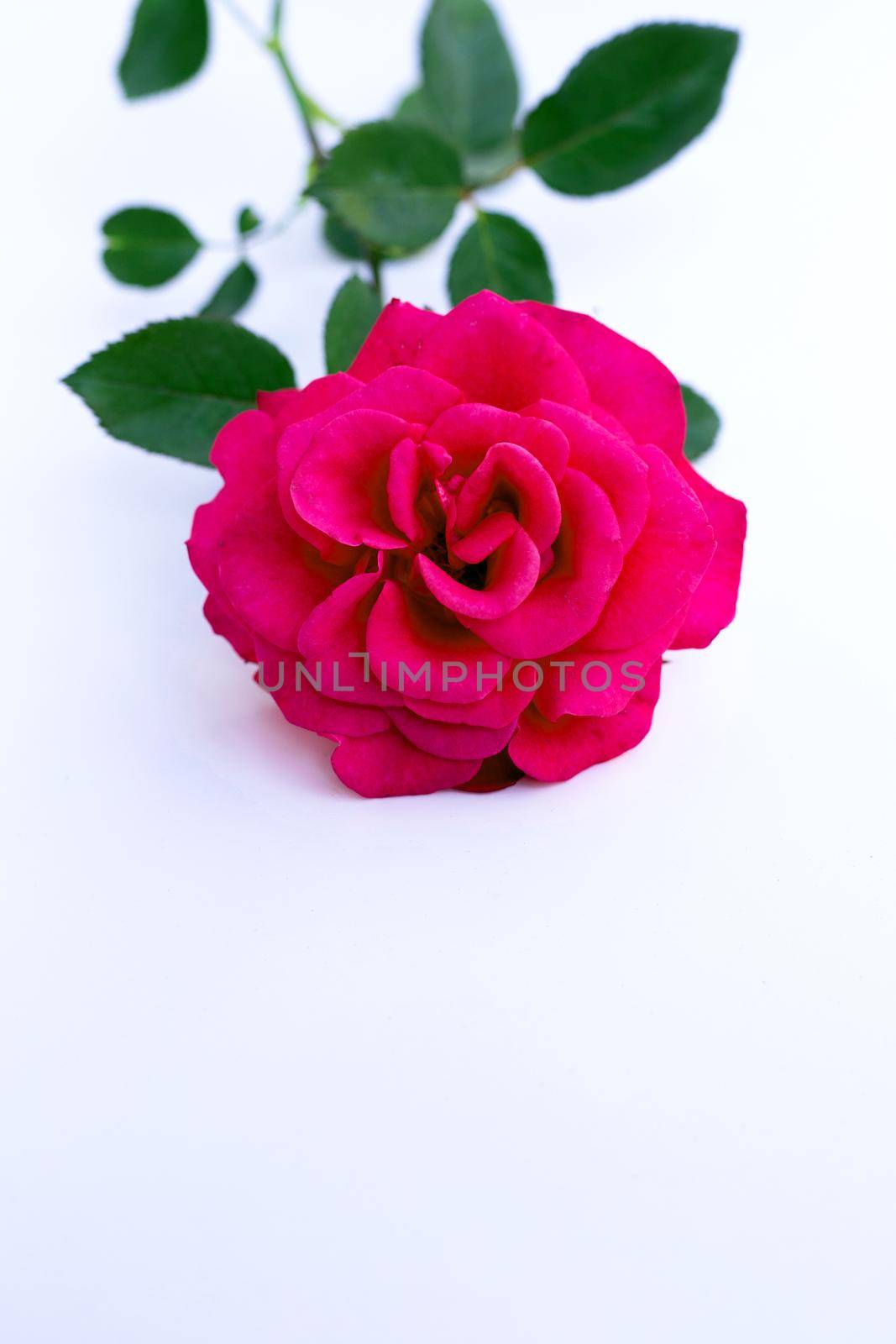 Red rose isolated on white background. by Bowonpat