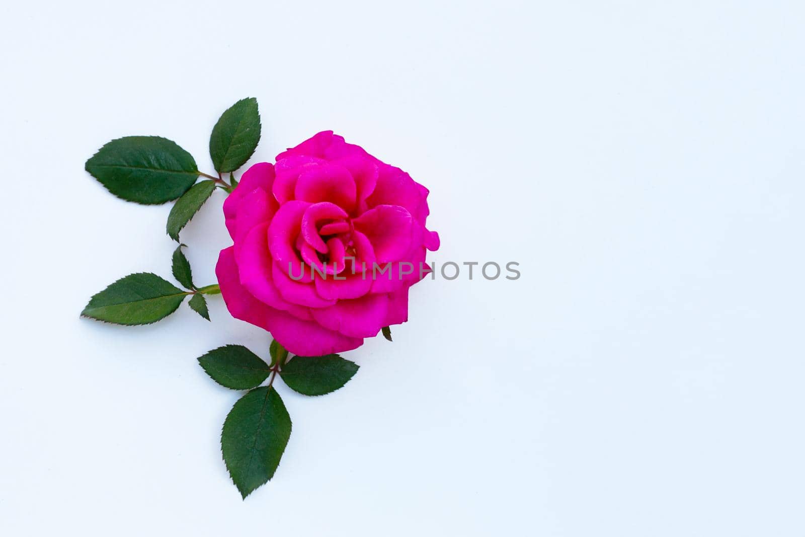 Red rose isolated on white background.