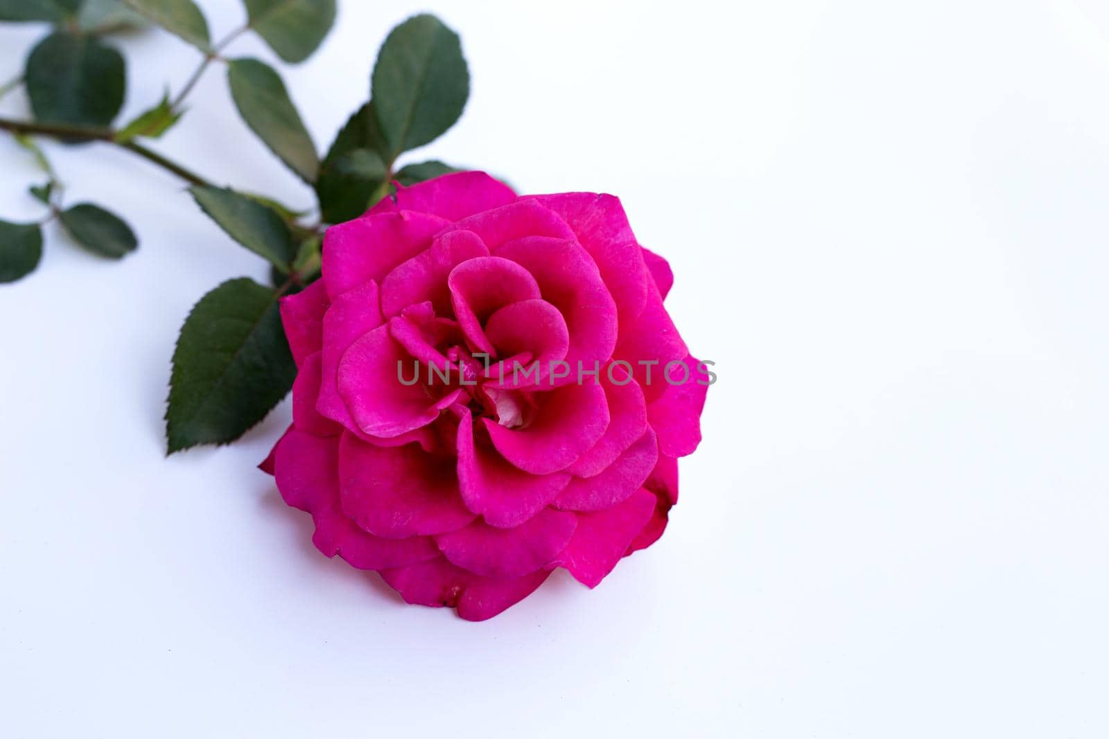 Red rose isolated on white background. Valentine's day concept 