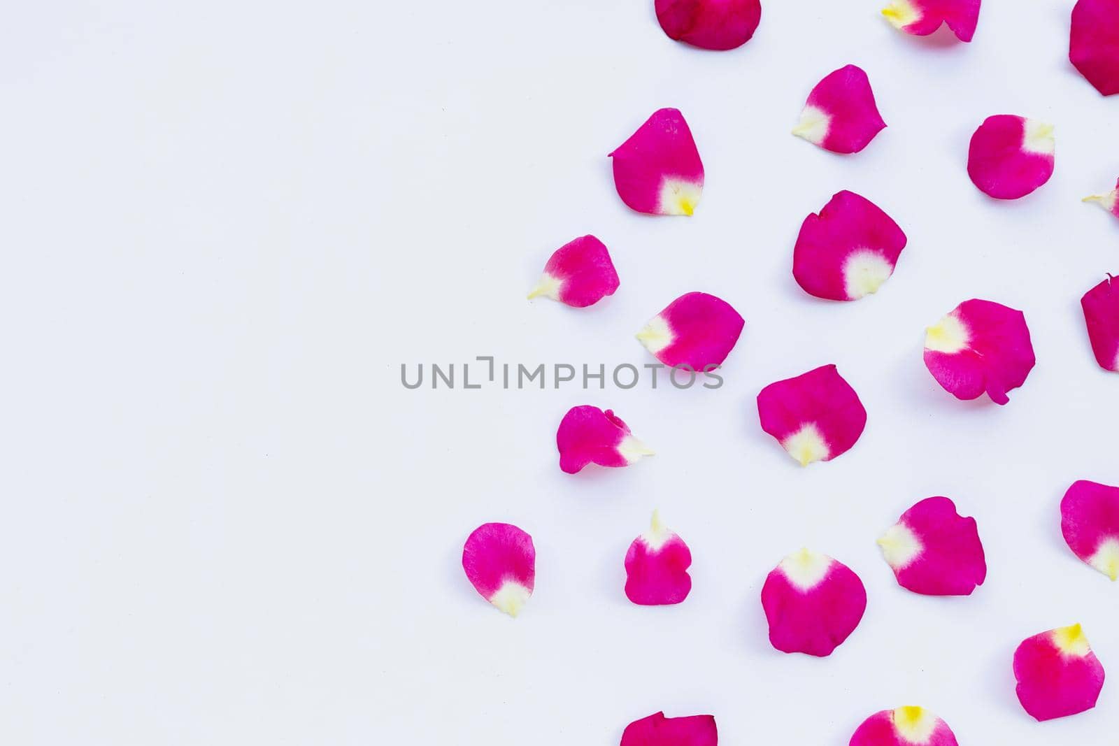 Rose petals isolated on white background.