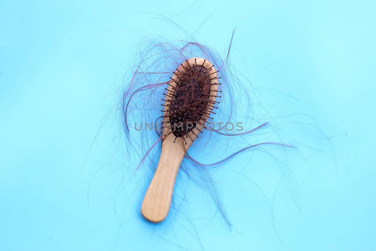 Hairs loss fall in comb on blue background.