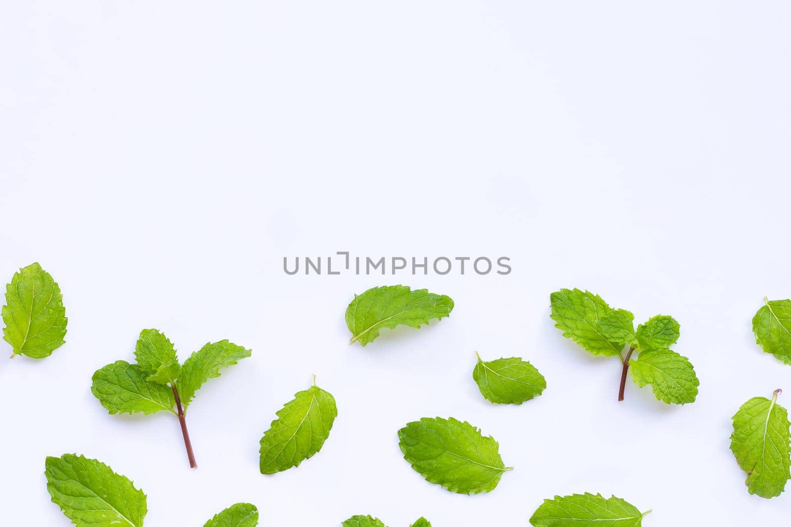 Fresh mint leaves isolated on white background. Copy space