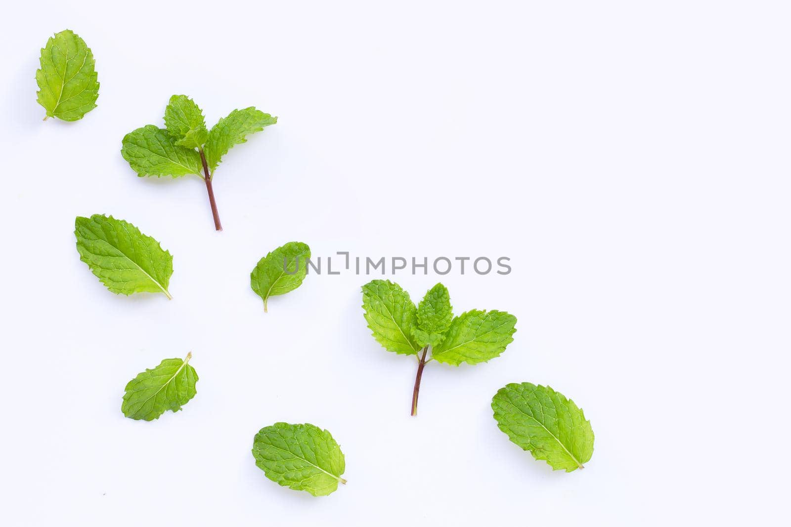 Fresh mint leaves isolated on white background. Copy space