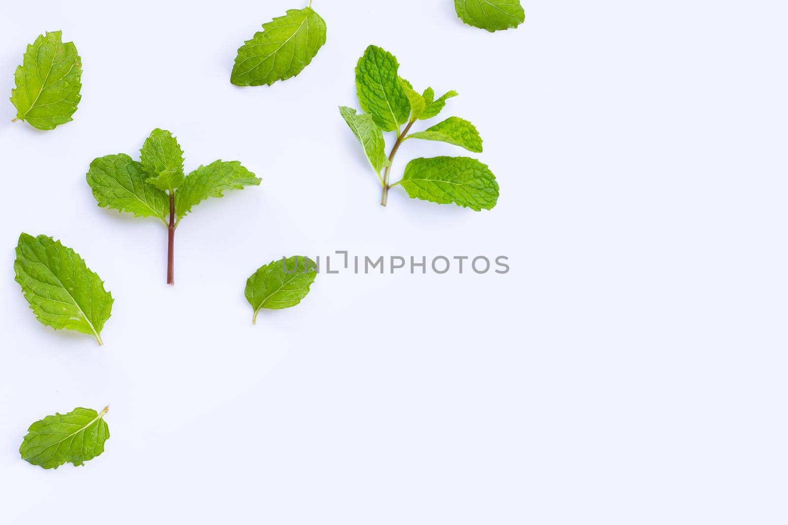 Fresh mint leaves isolated on white background. Copy space