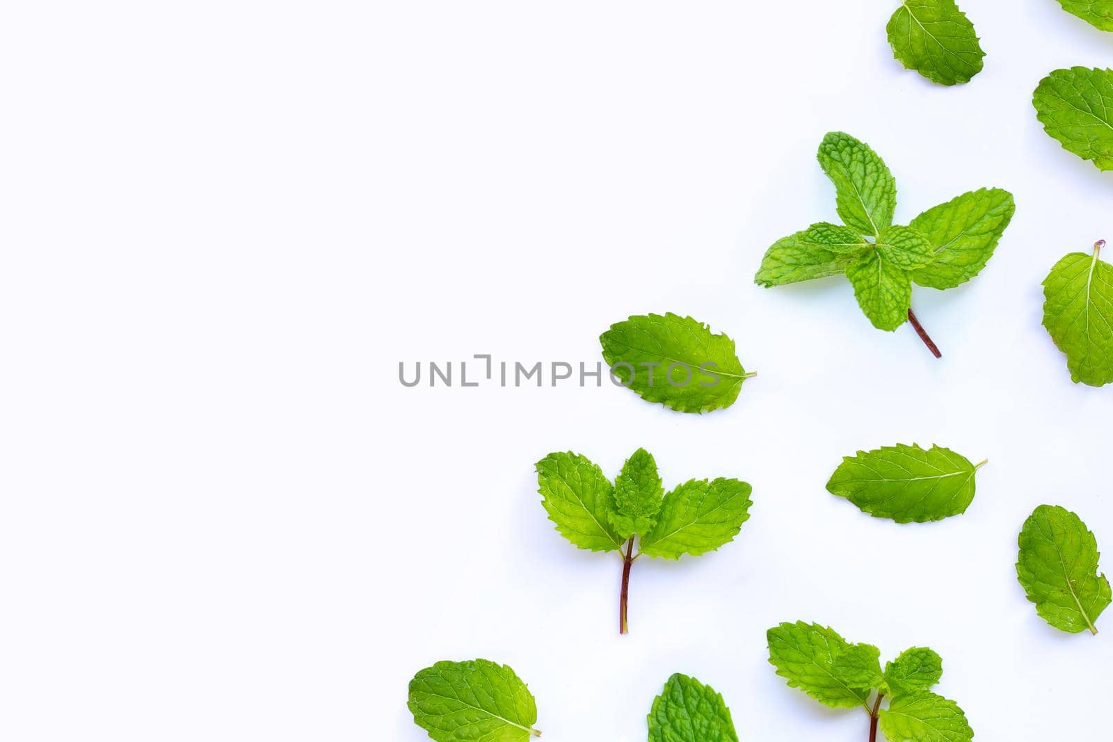 Fresh mint leaves isolated on white background. Copy space