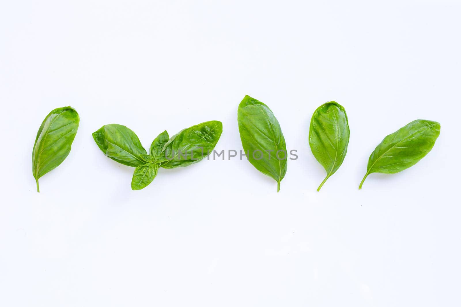 Basil leaves on white background.