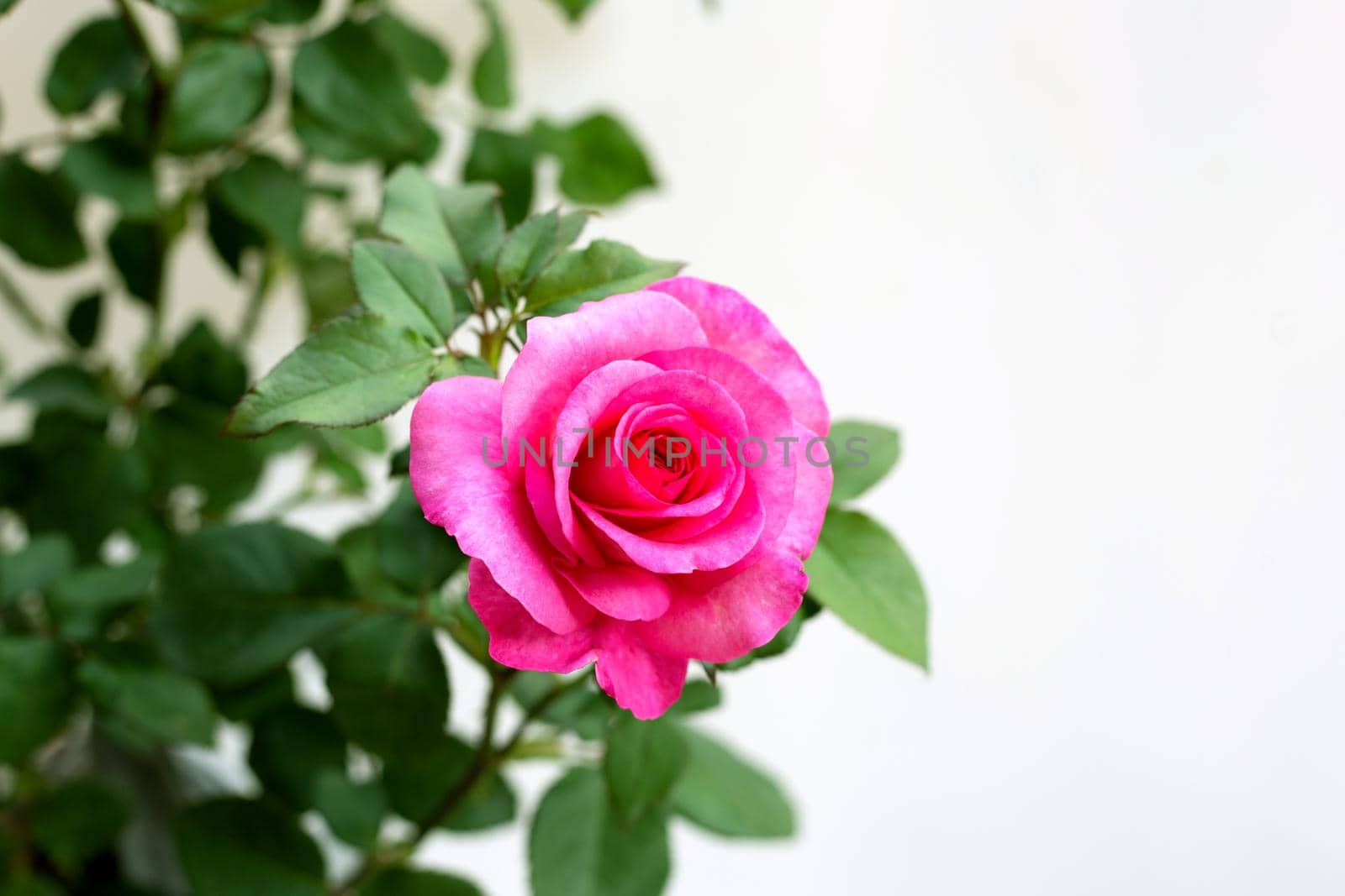 Pink rose flower plant on white background. Copy space