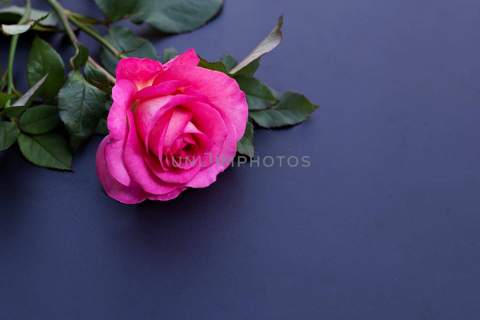 Rose on dark background. Valentine's day concept.