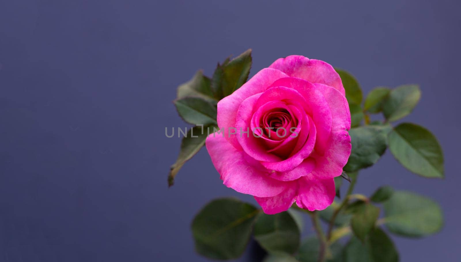 Rose on dark background. Valentine's day concept.