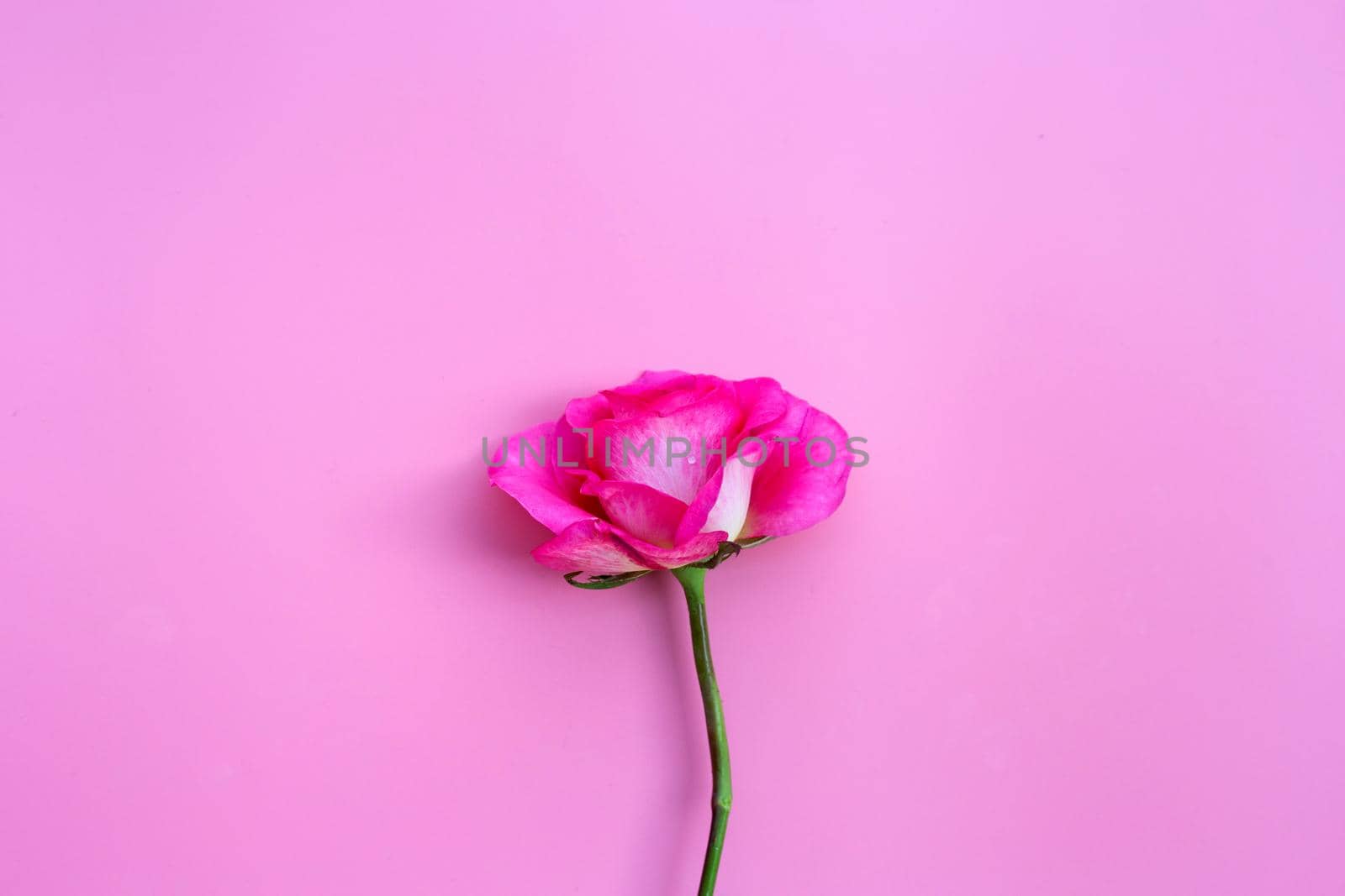 Rose on pink background. Valentine's day concept background