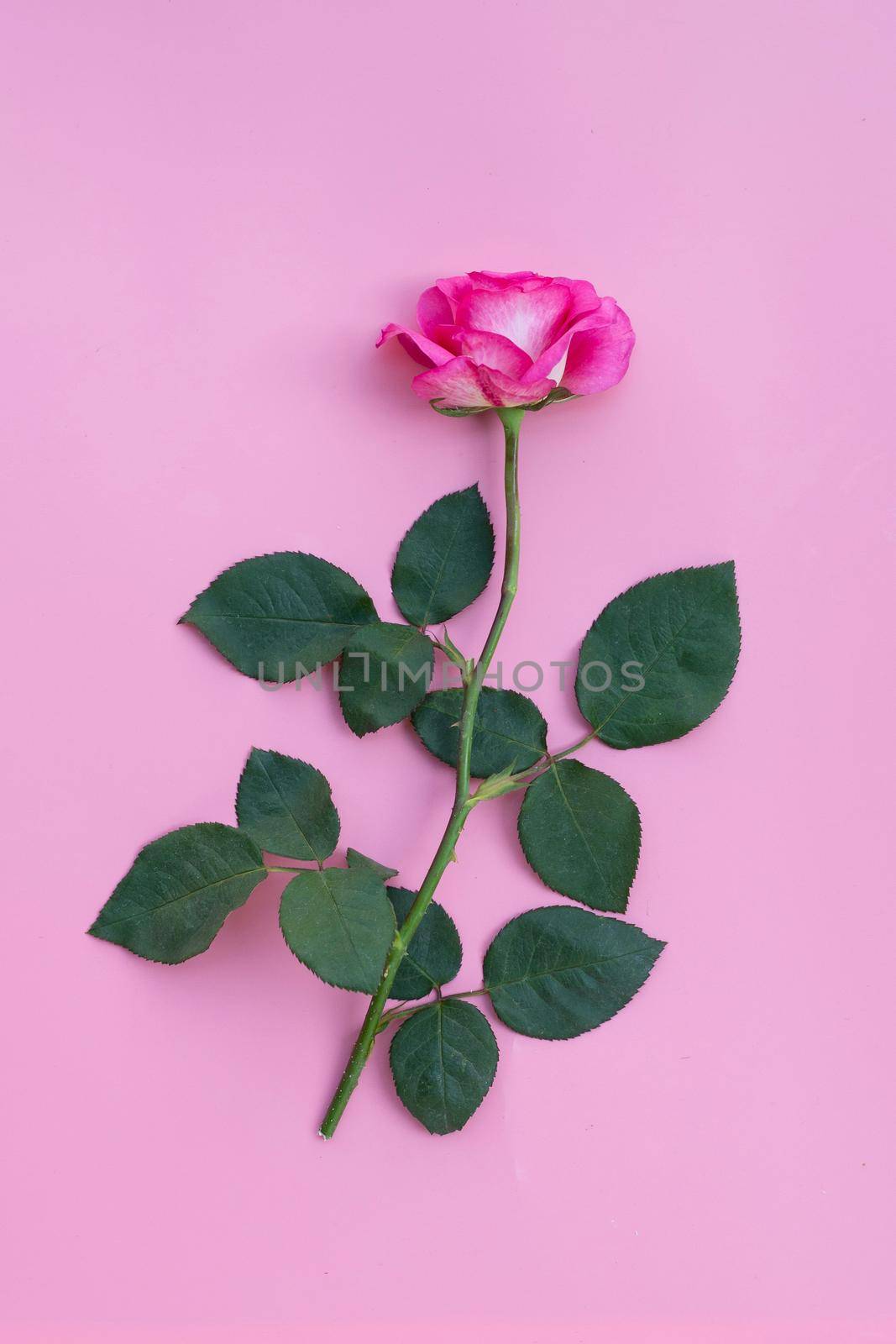 Rose on pink background.  Valentine's day concept background