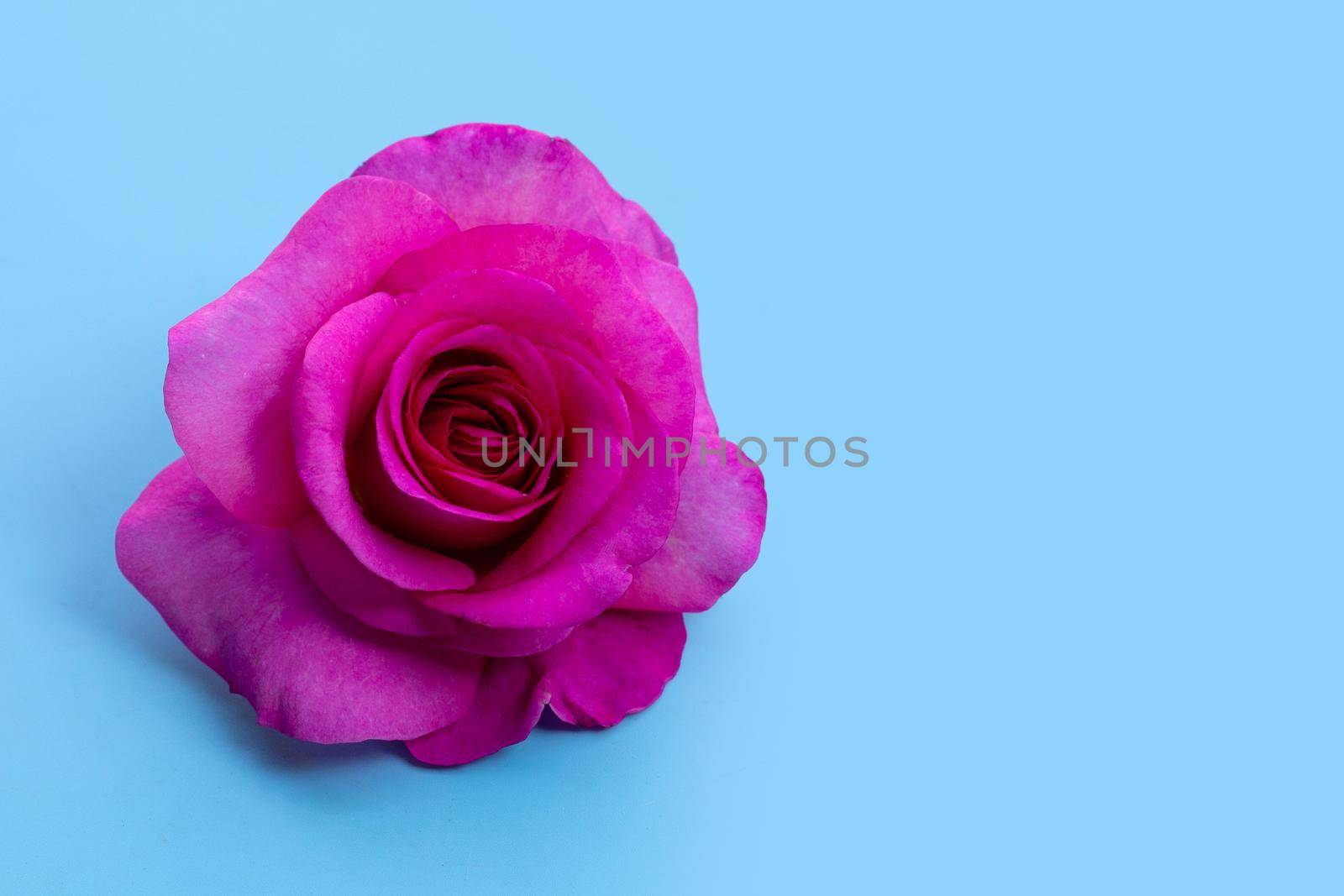 Rose on blue background. Valentine's day concept background.