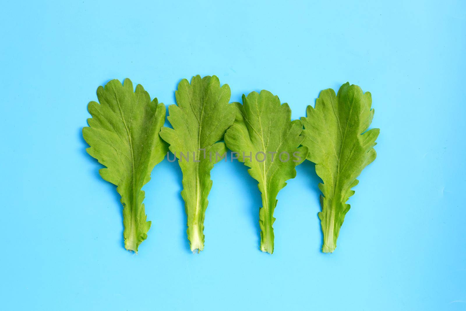  Garland Chrysanthemum leaves on blue background.
