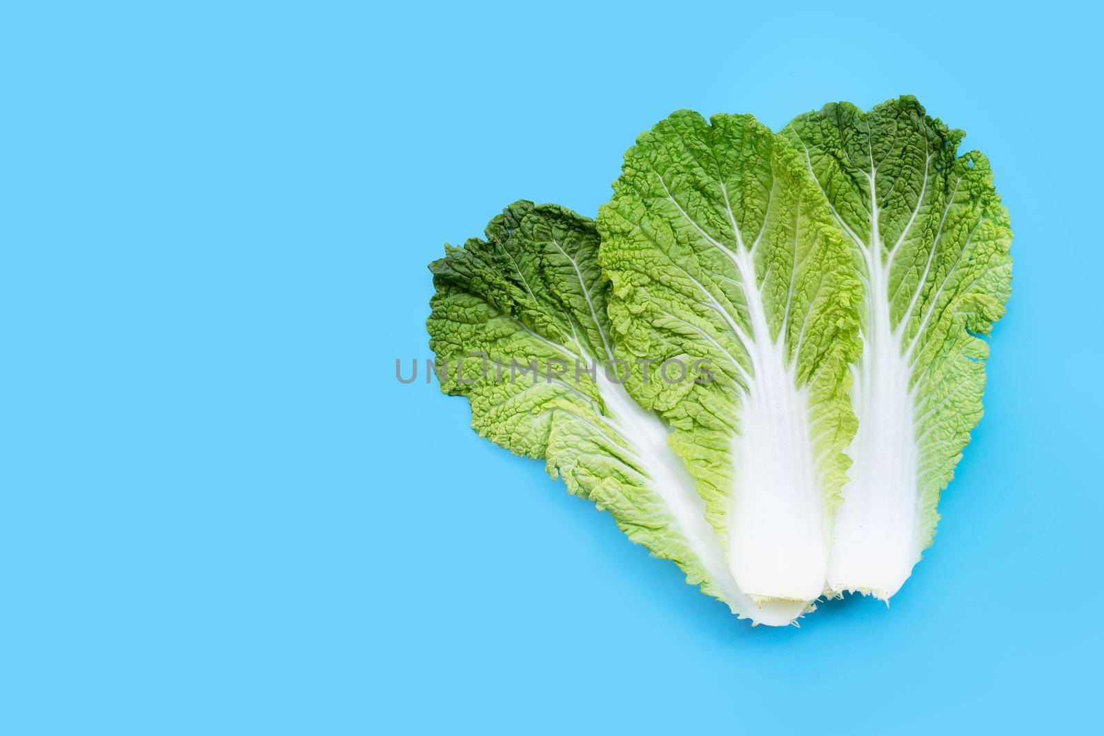 Chinese cabbage on blue background. Copy space