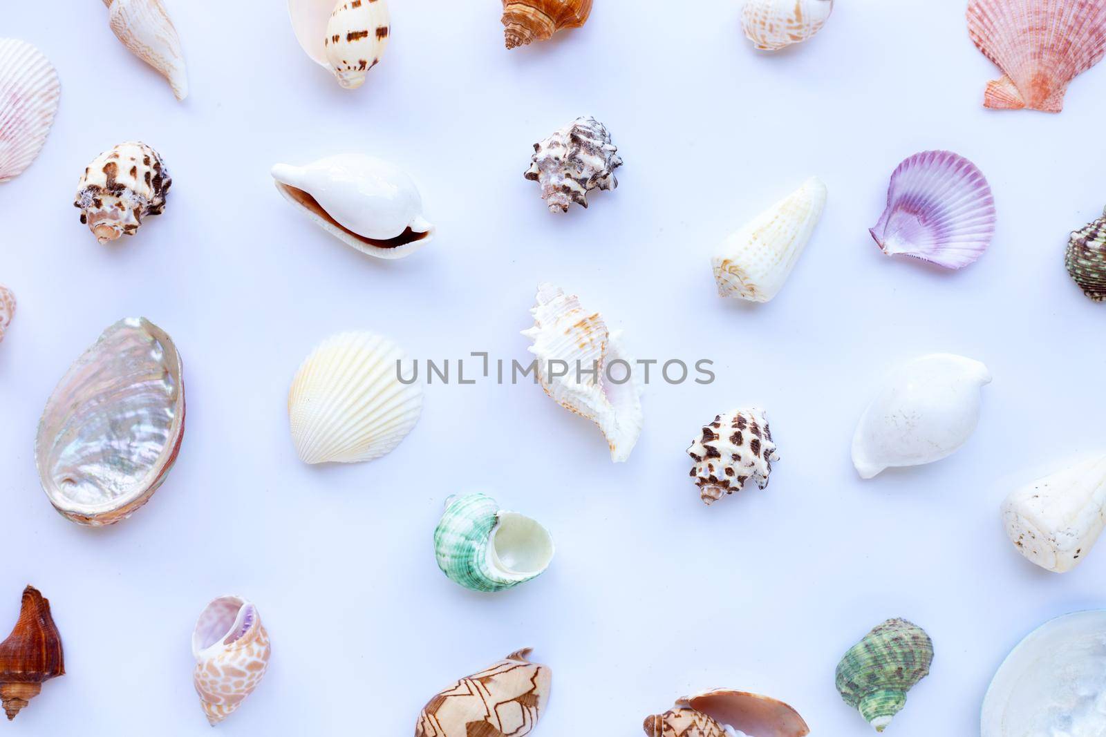 Composition of starfish and exotic sea shells on white background. Top view