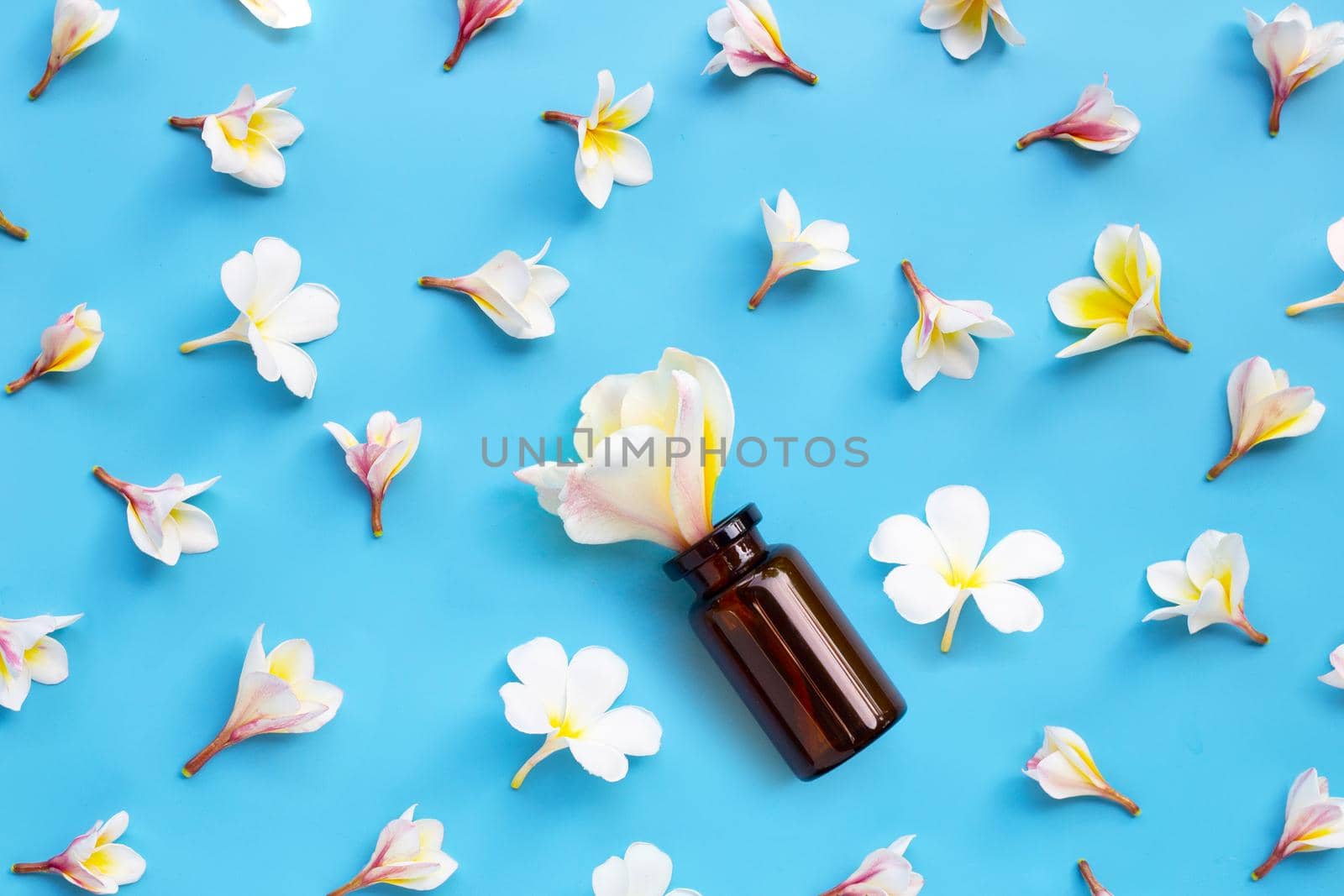 Essential oil bottle with plumeria or frangipani flower on blue background. Top view