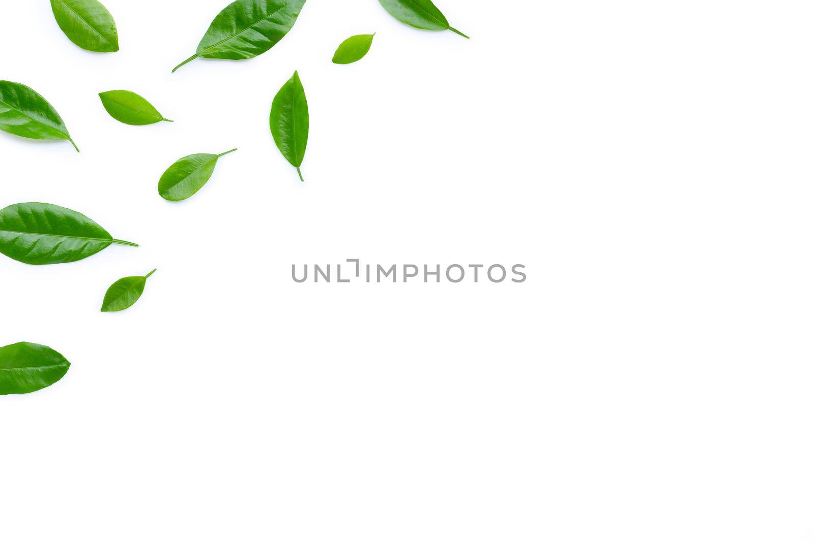 Citrus leaves on white background.