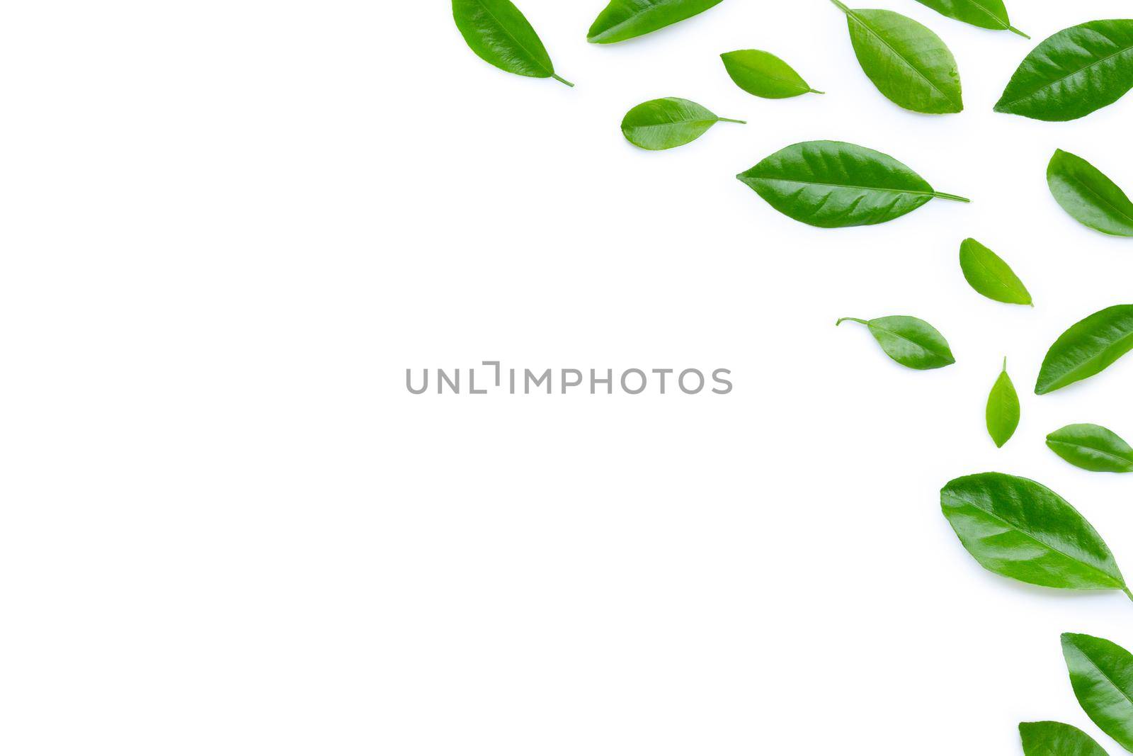 Citrus leaves on white background.