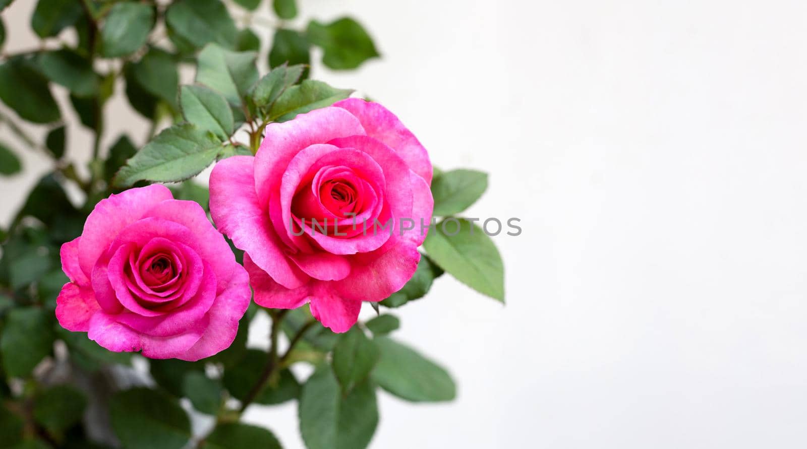 Pink rose flowers on white background. 