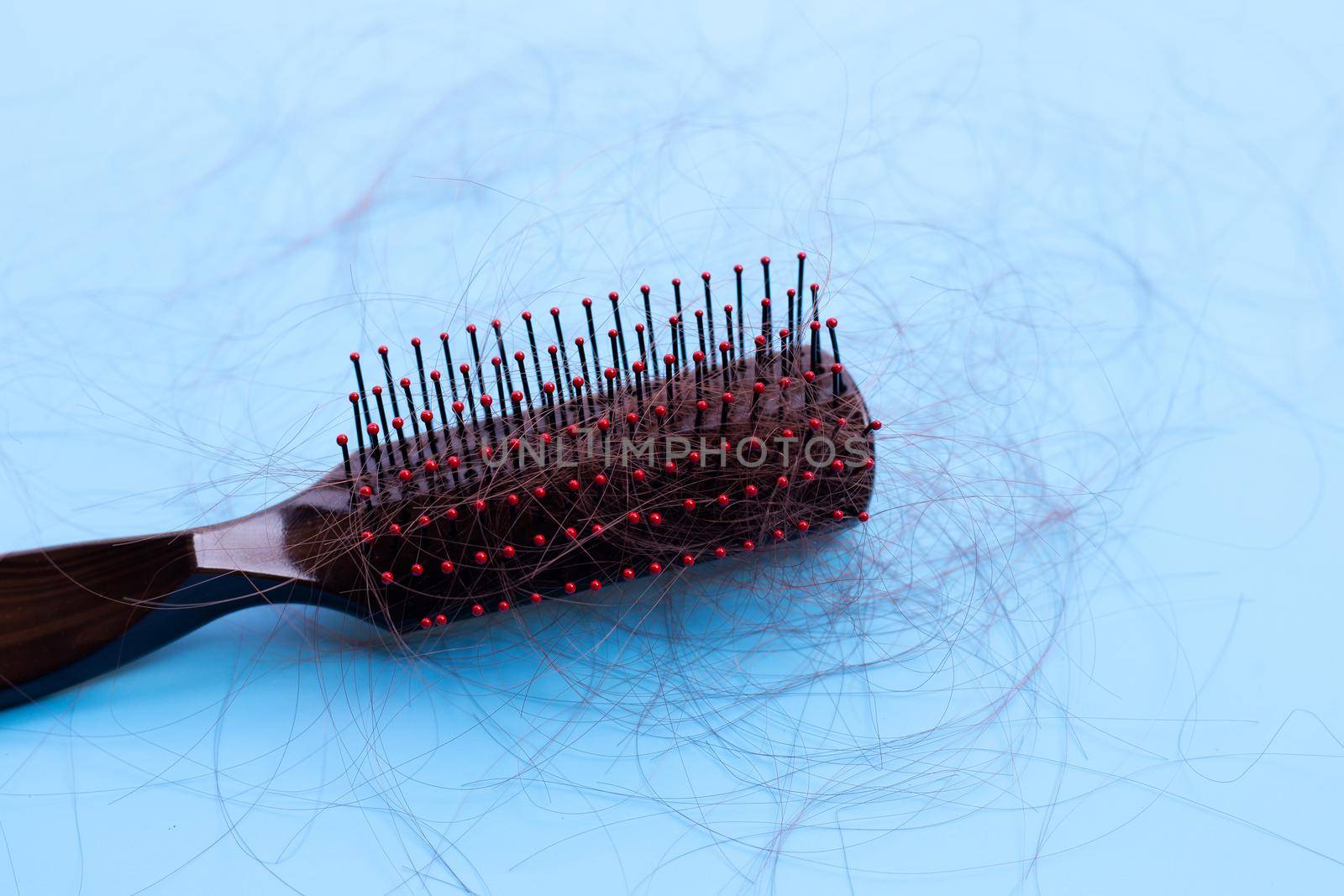 Hairs loss fall in comb on blue background.