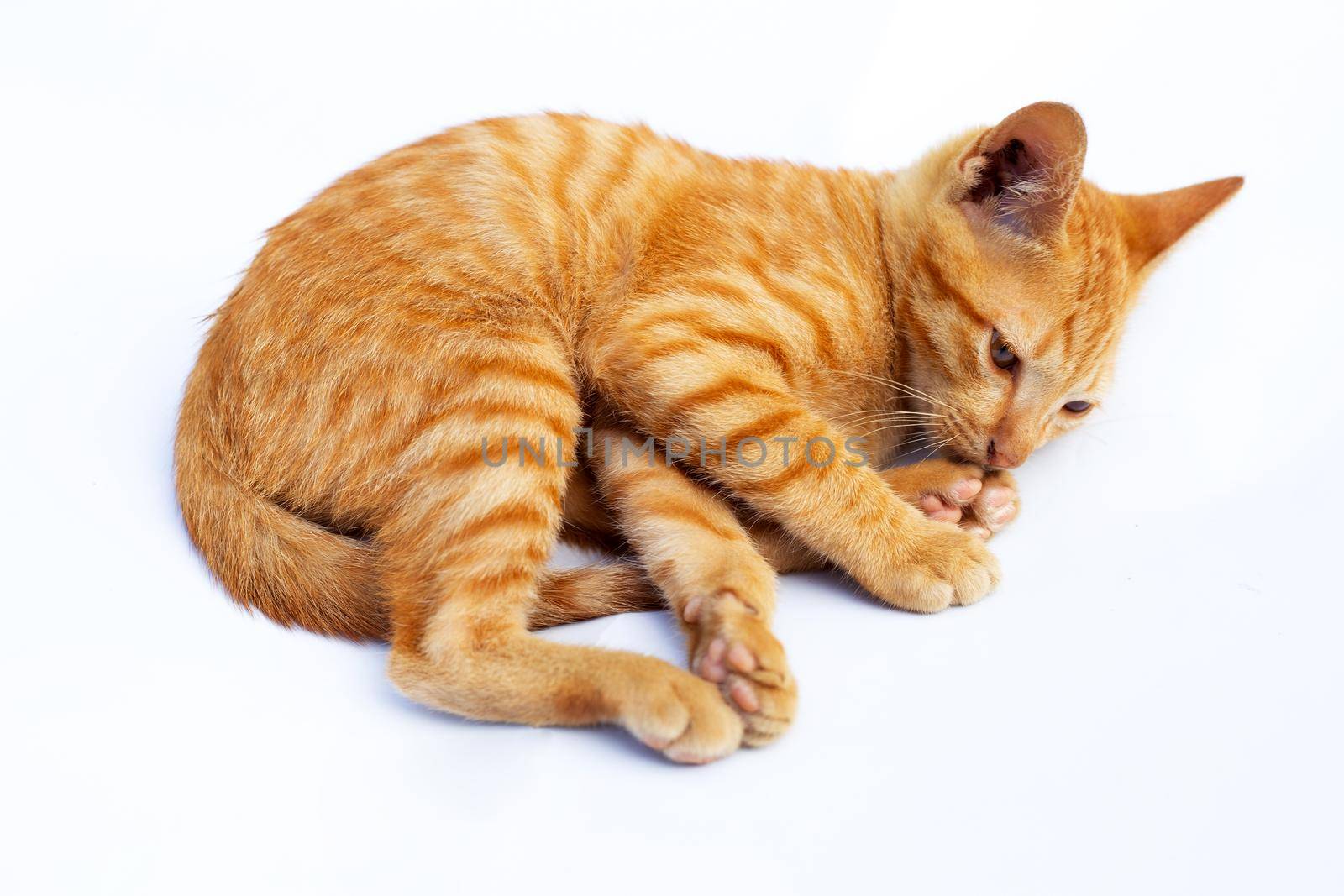 Little cat isolated white background.