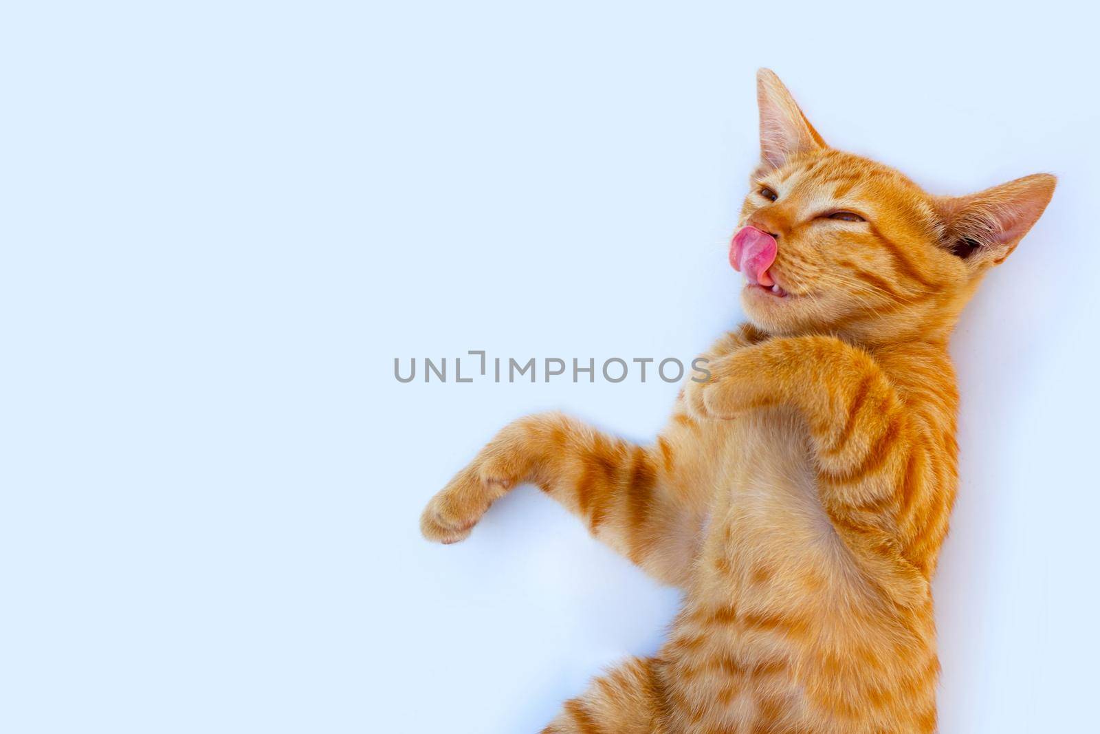 Little cat isolated white background.