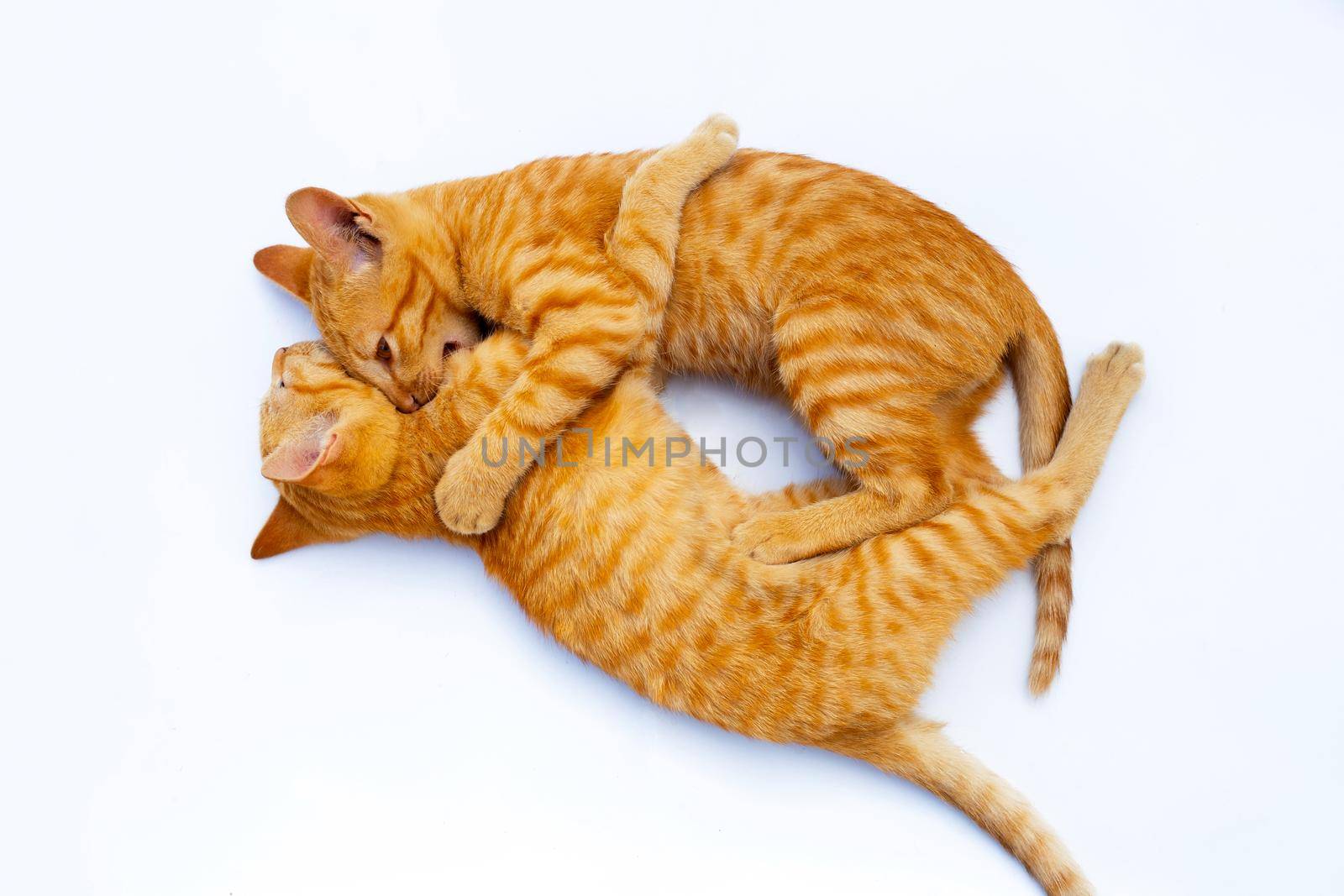 Two adorable kittens playing together on white background.