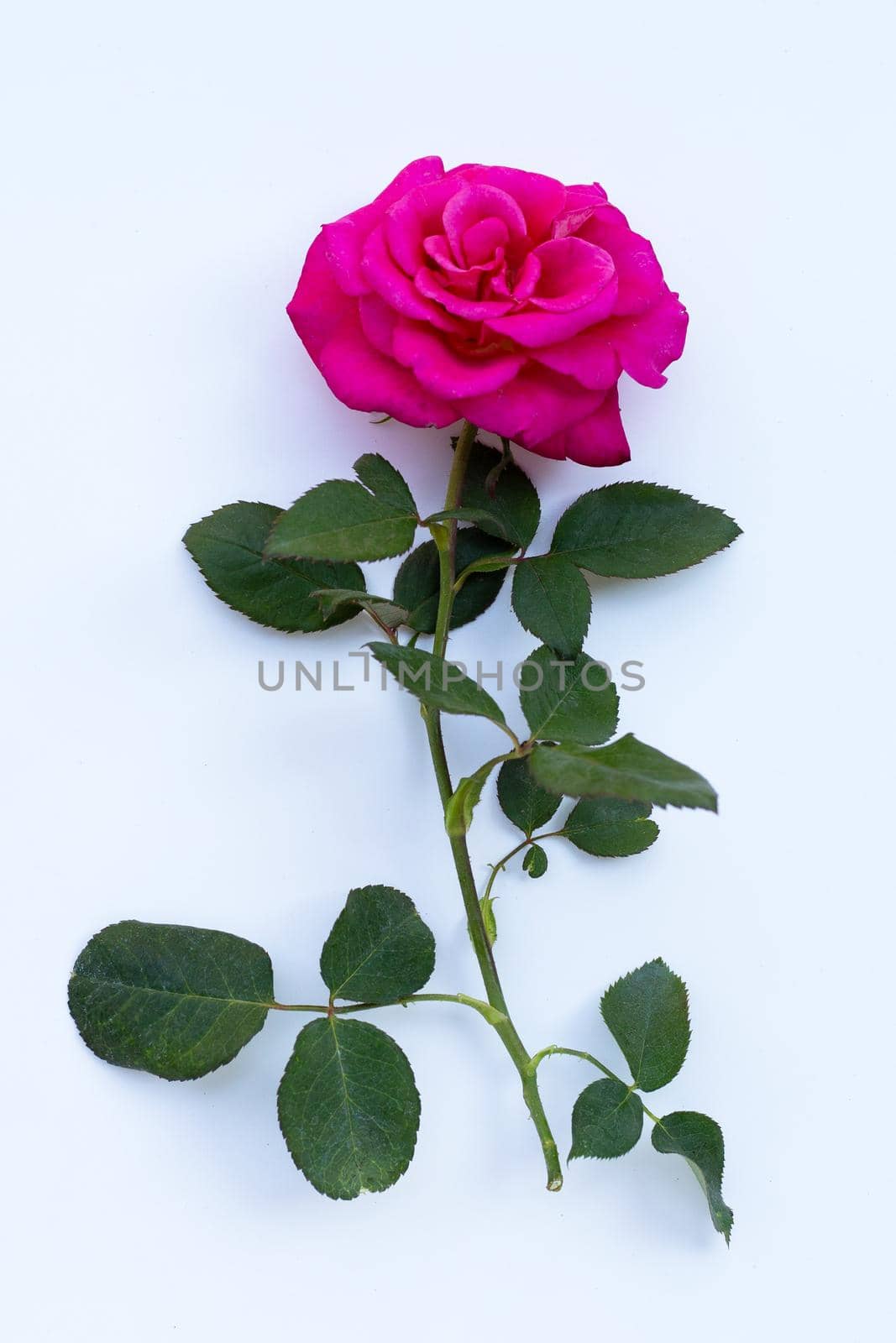 Red rose isolated on white background.