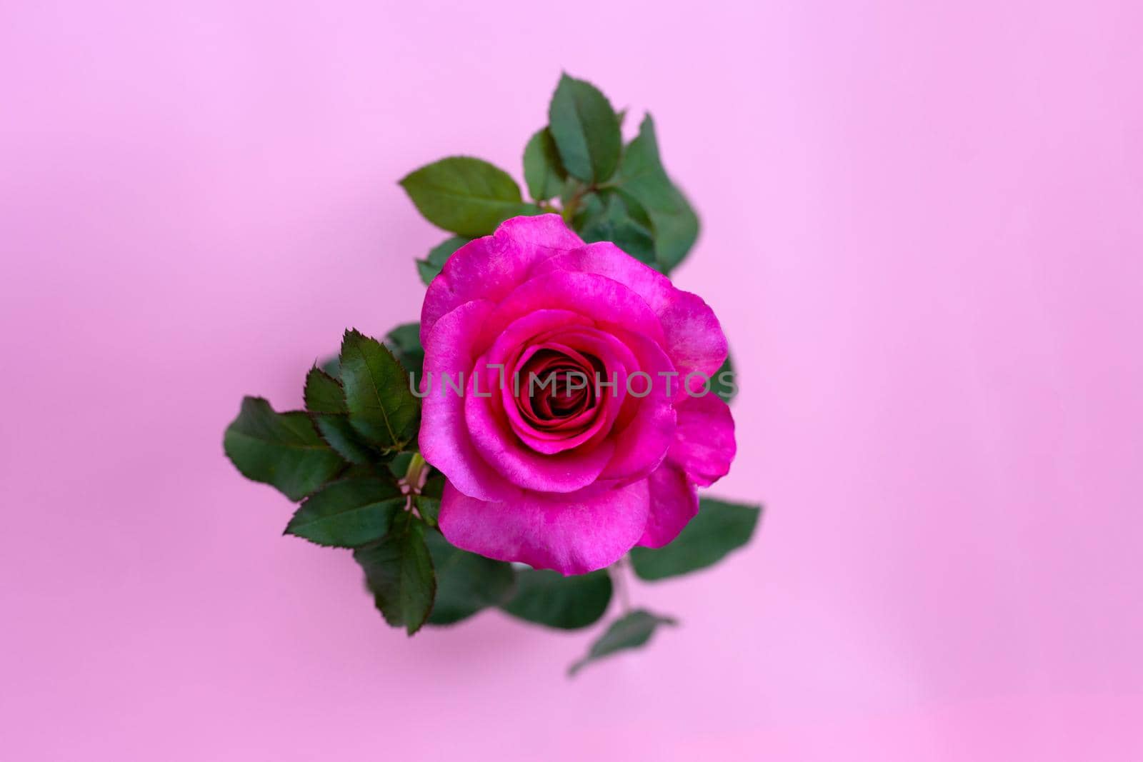 Rose on pink background. Valentine's day concept.