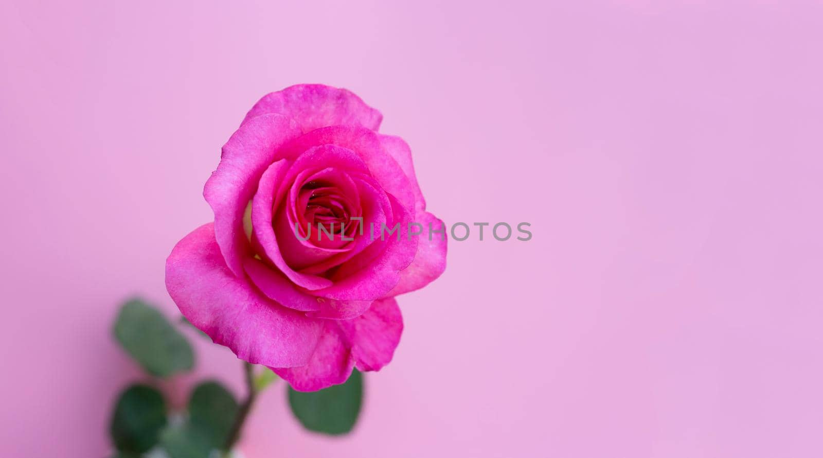 Rose on pink background. Valentine's day concept.
