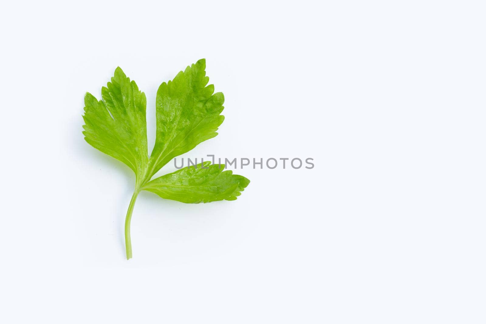 Chinese celery leaf on white background.