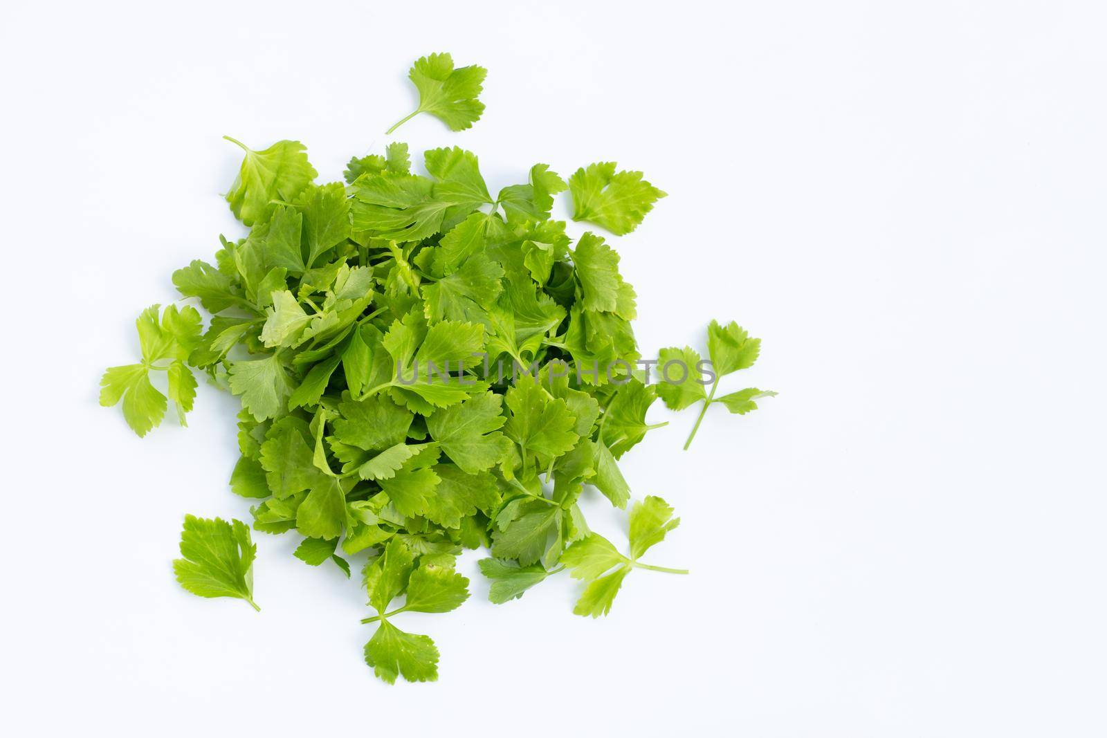 Chinese celery leaves on white background.