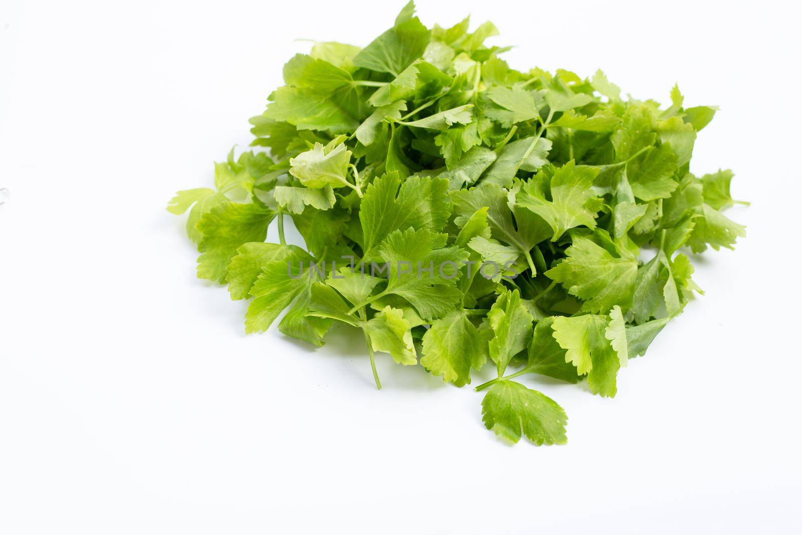 Chinese celery on white background