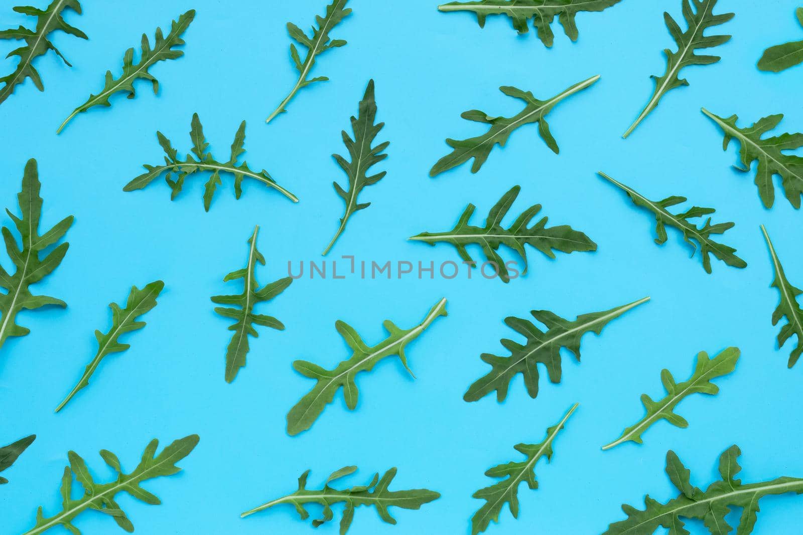 Fresh green rocket salad on blue background.