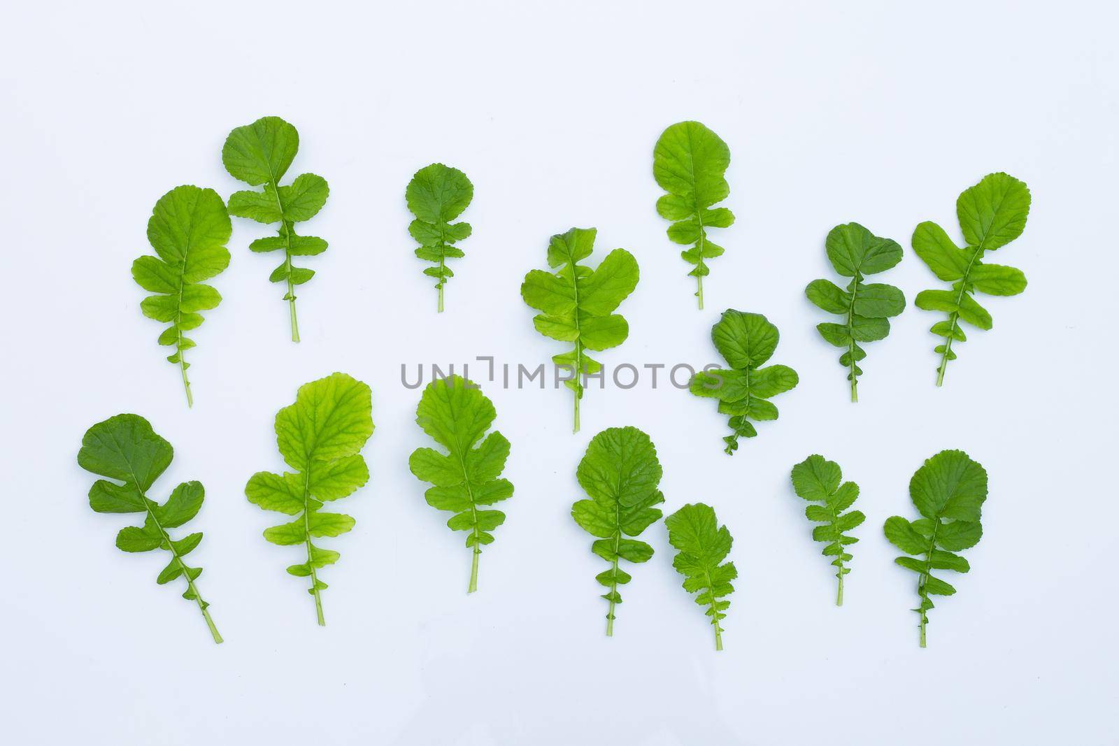 Radish leaves on white background.
