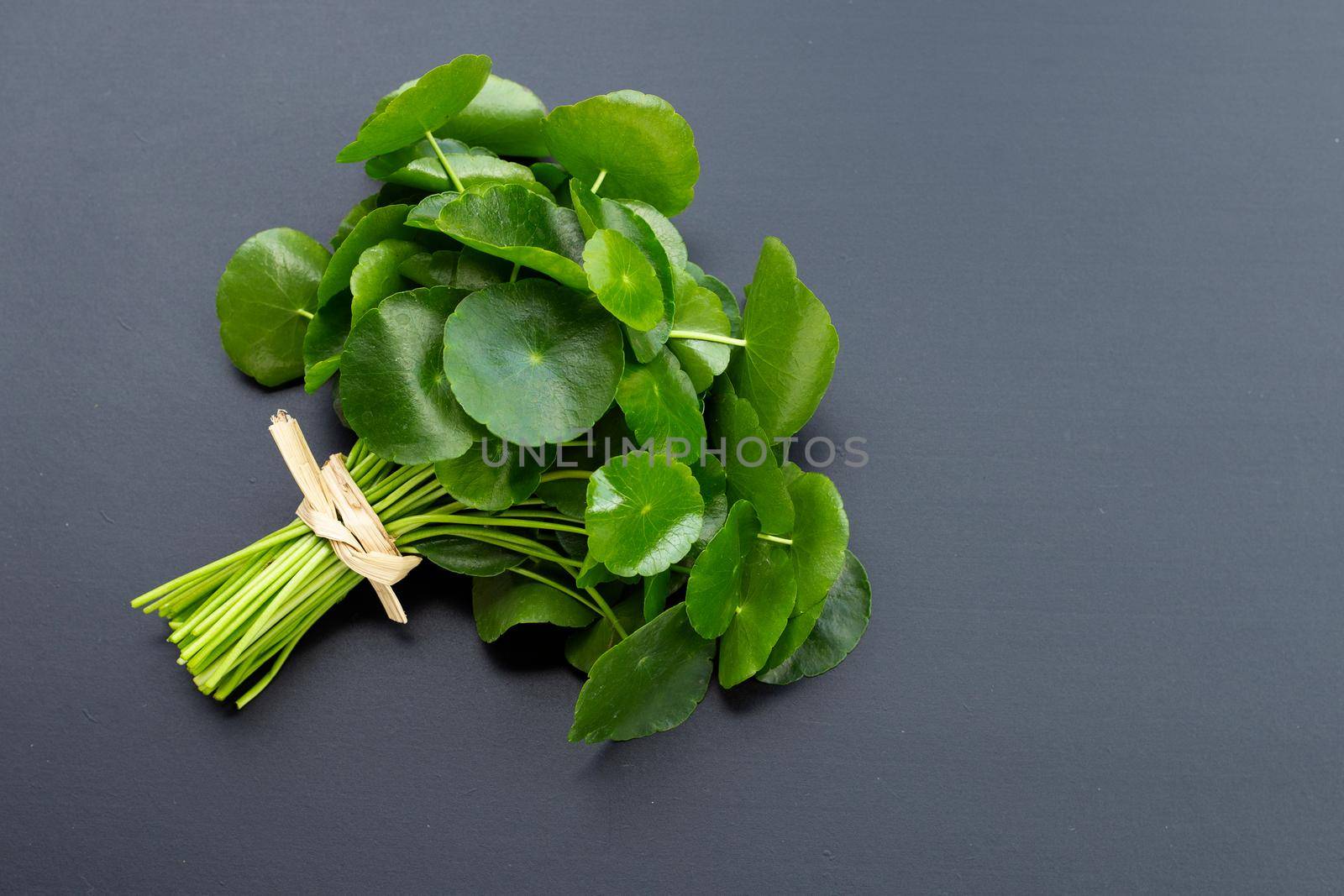 Fresh green centella asiatica leaves or water pennywort  plant on dark background.