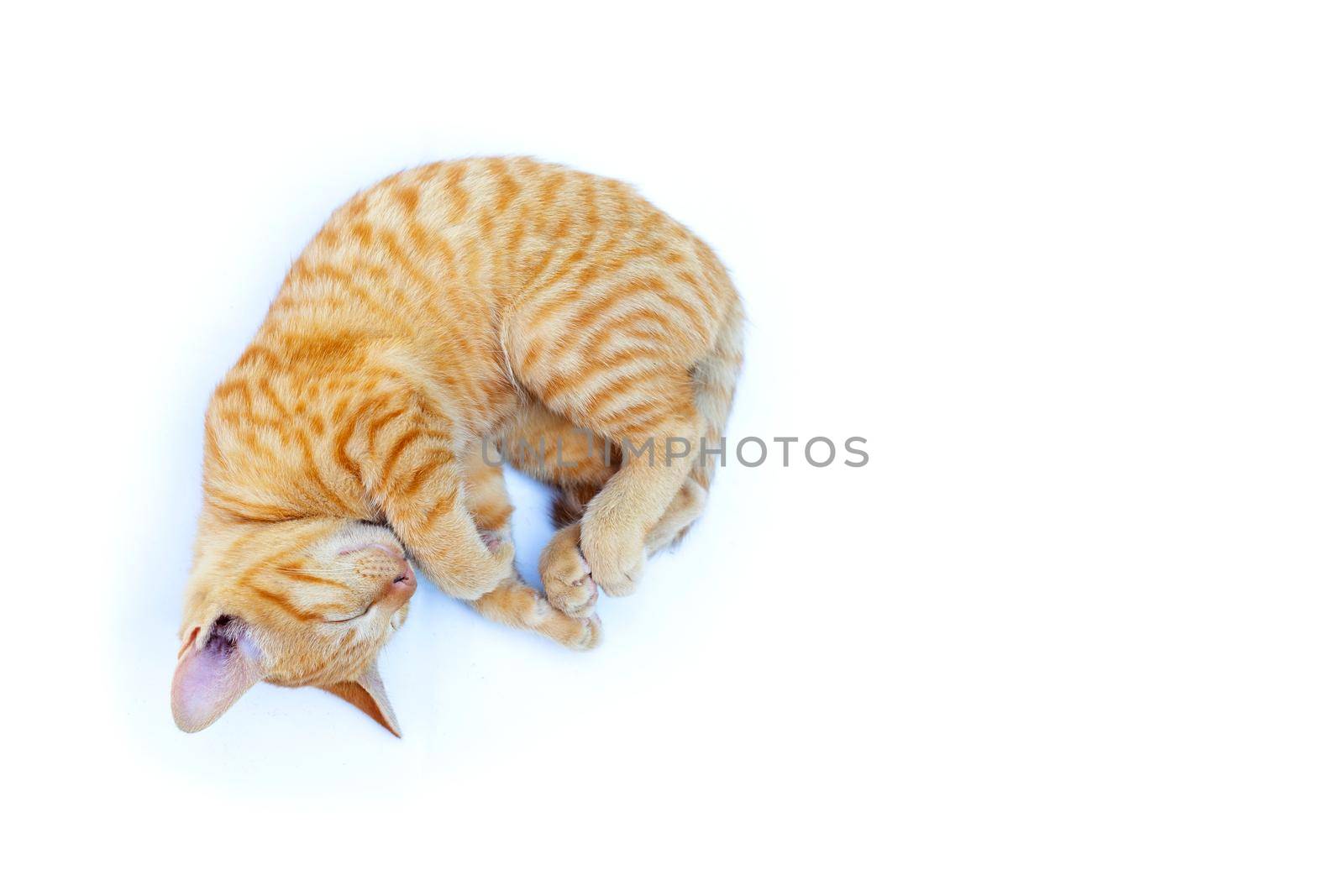 A cat sleeping on white background. Copy space