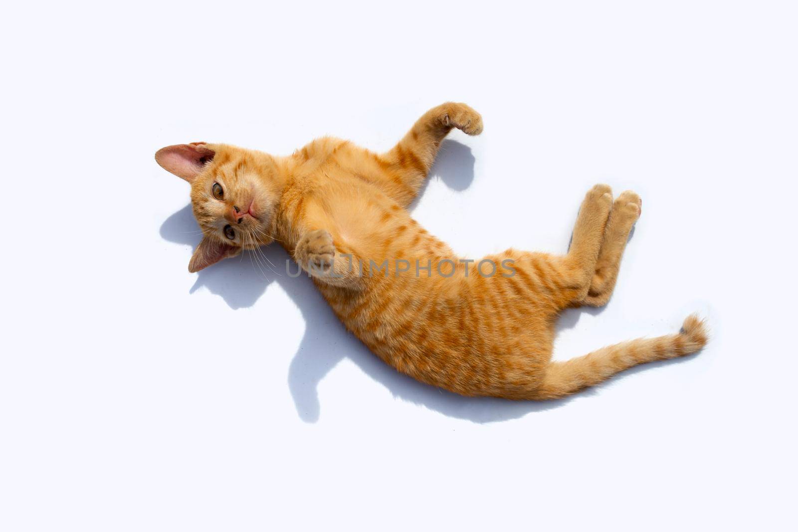Little cat isolated white background.