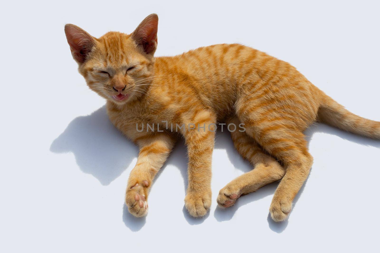 Little cat isolated white background.