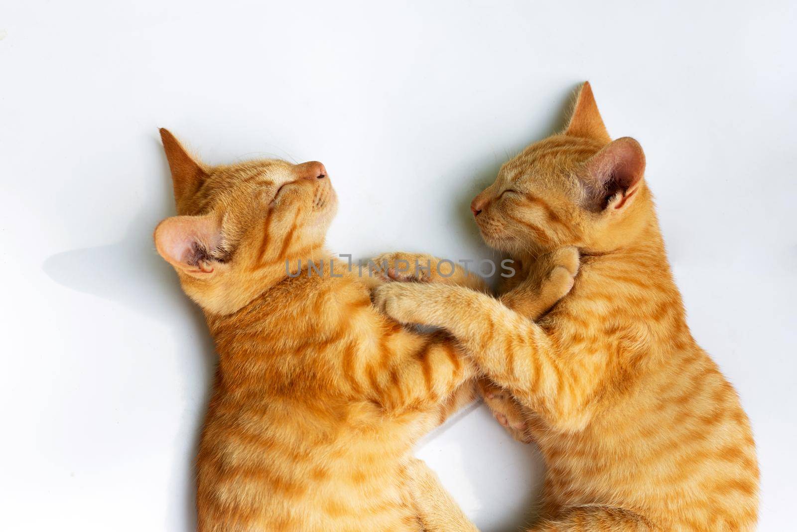Two cats sleeping on white background.