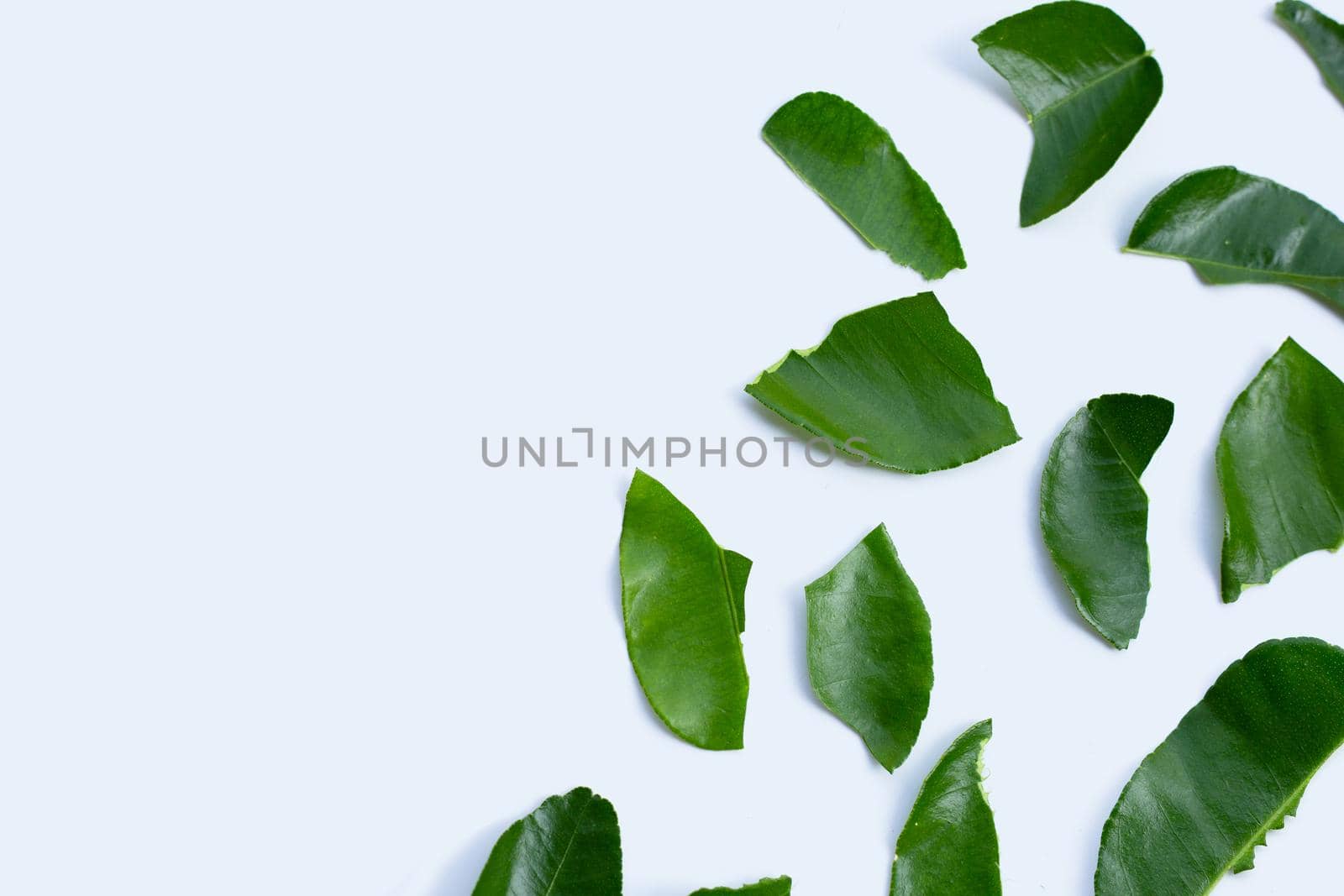 Bergamot kaffir lime leaves herb fresh ingredient isolated on white background.