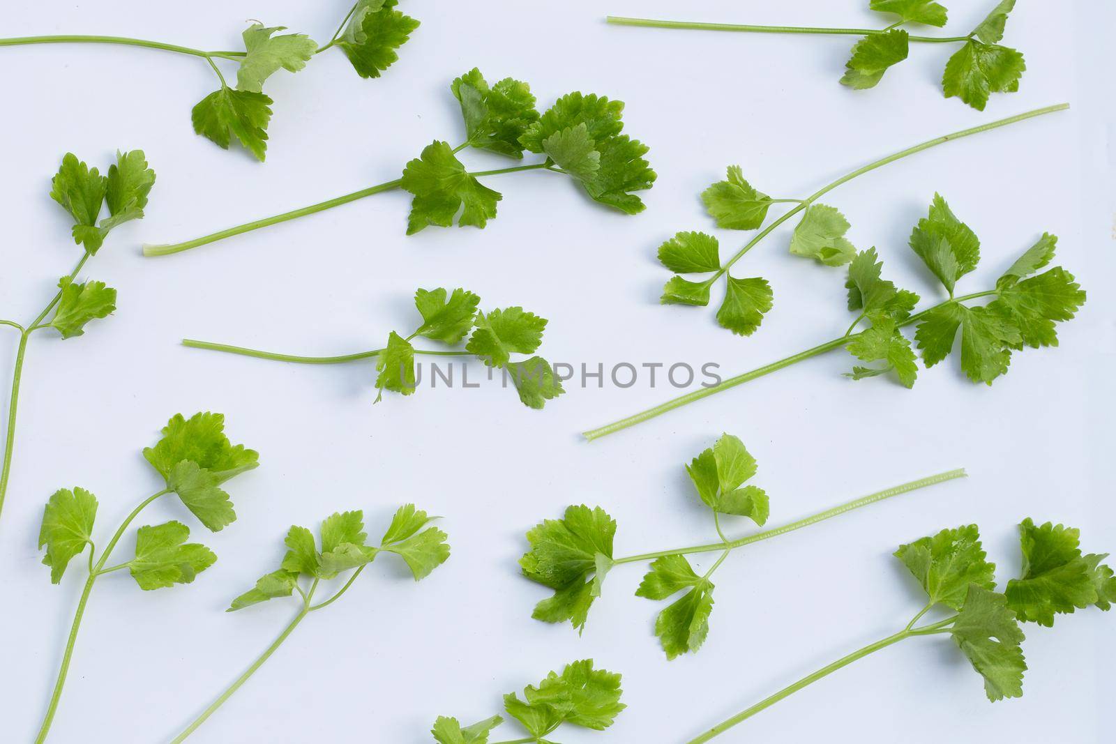 Chinese celery on white background