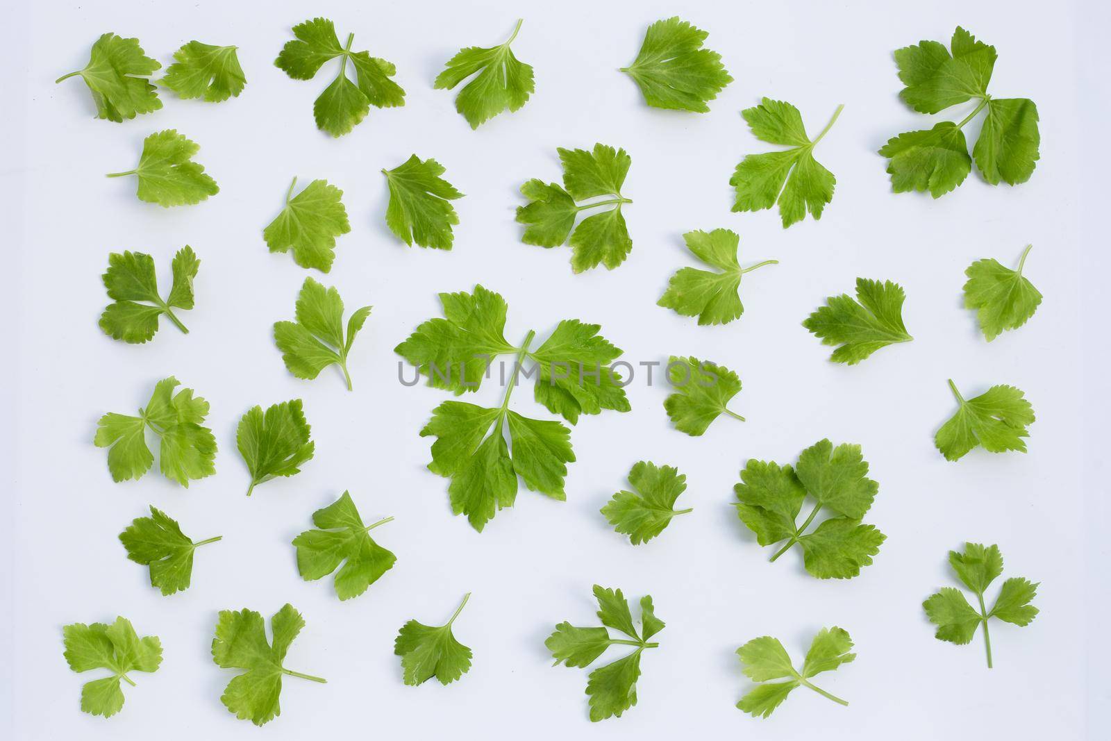 Chinese celery on white background