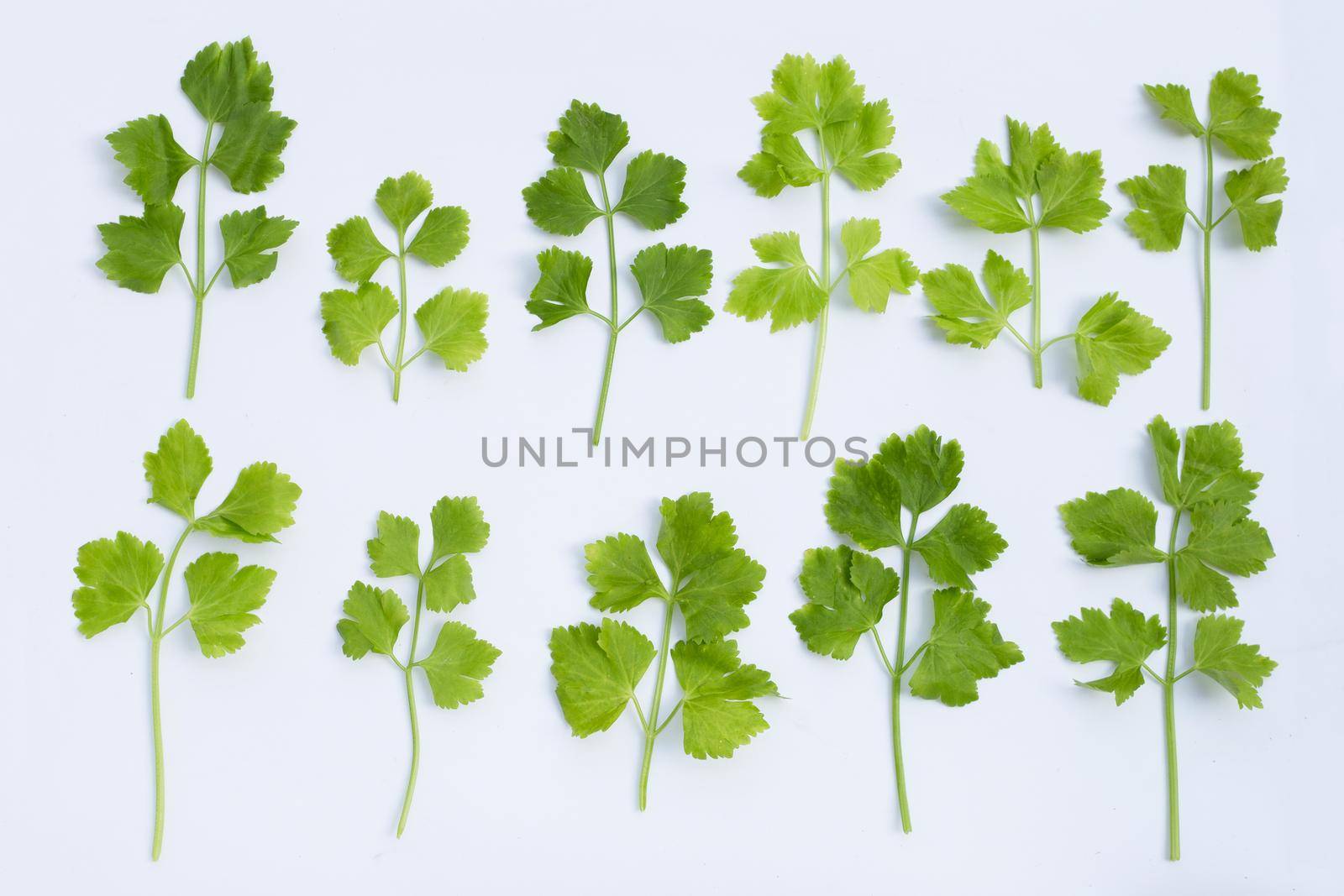 Chinese celery on white background